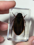 Water Beetle Preserved in Resin, Collectible Modern Day Fossil