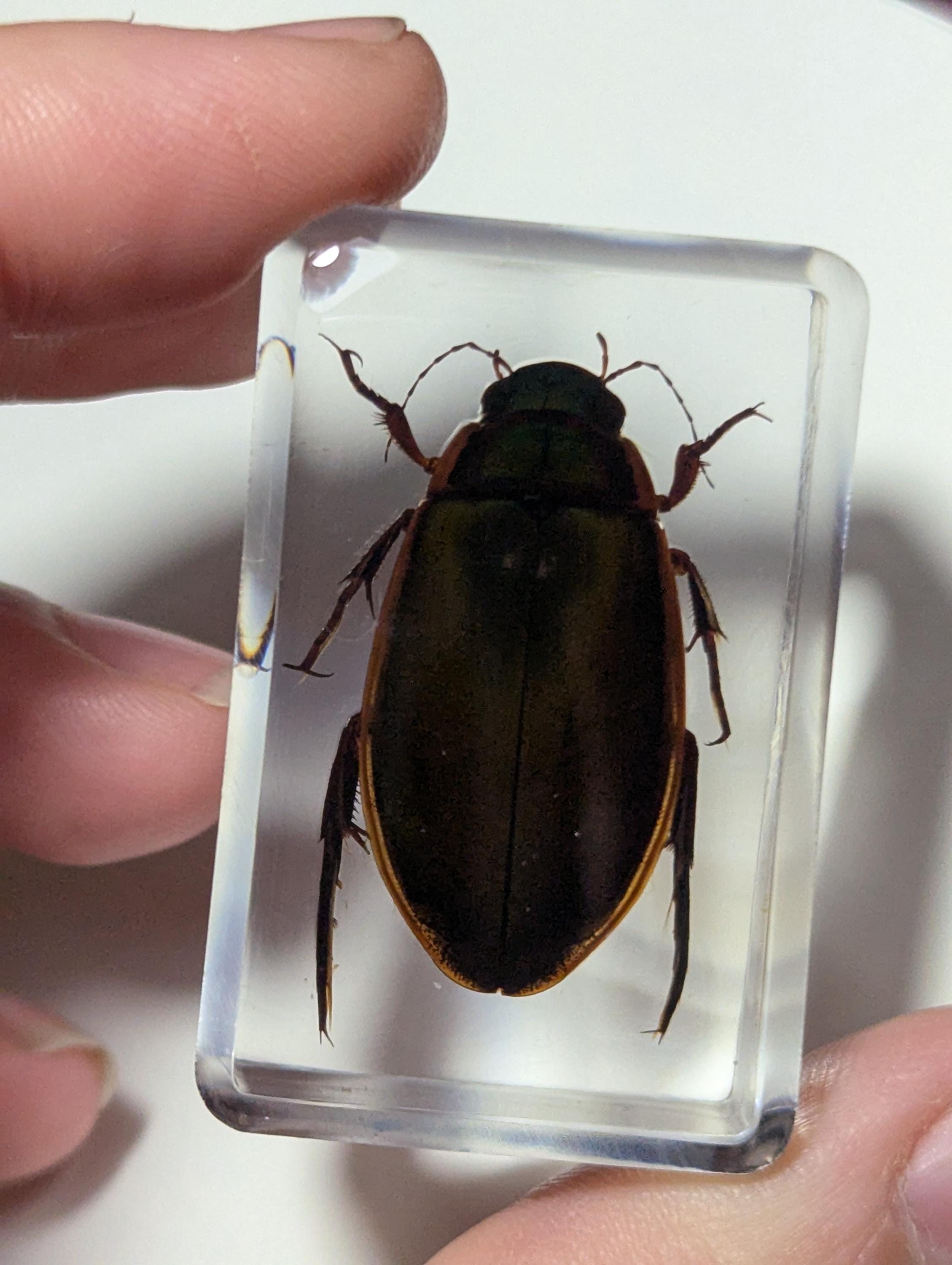 Water Beetle Preserved in Resin, Collectible Modern Day Fossil