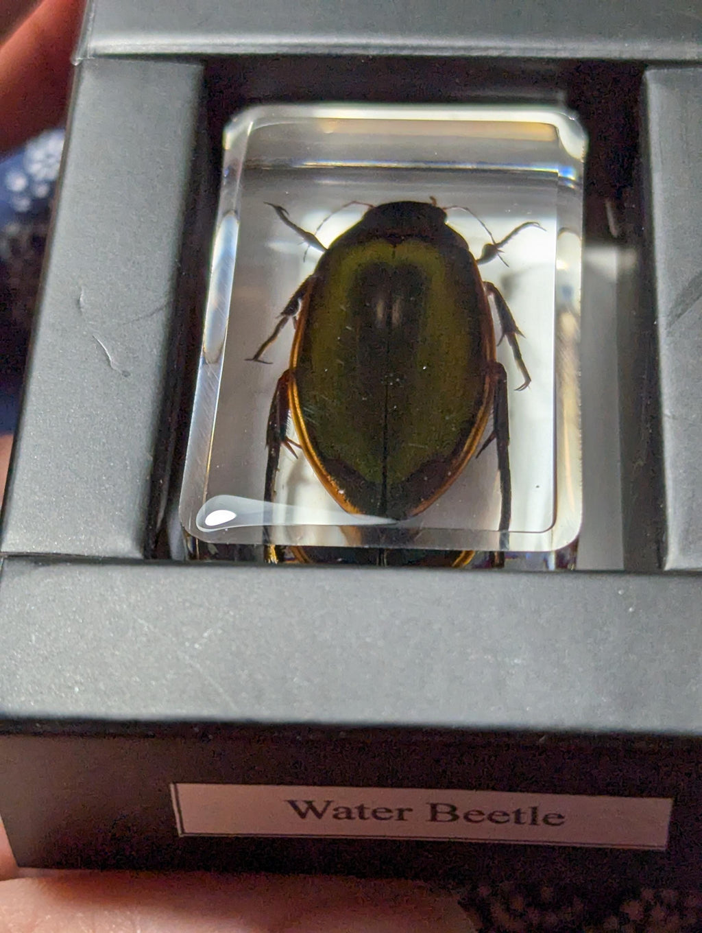 Water Beetle Preserved in Resin, Collectible Modern Day Fossil