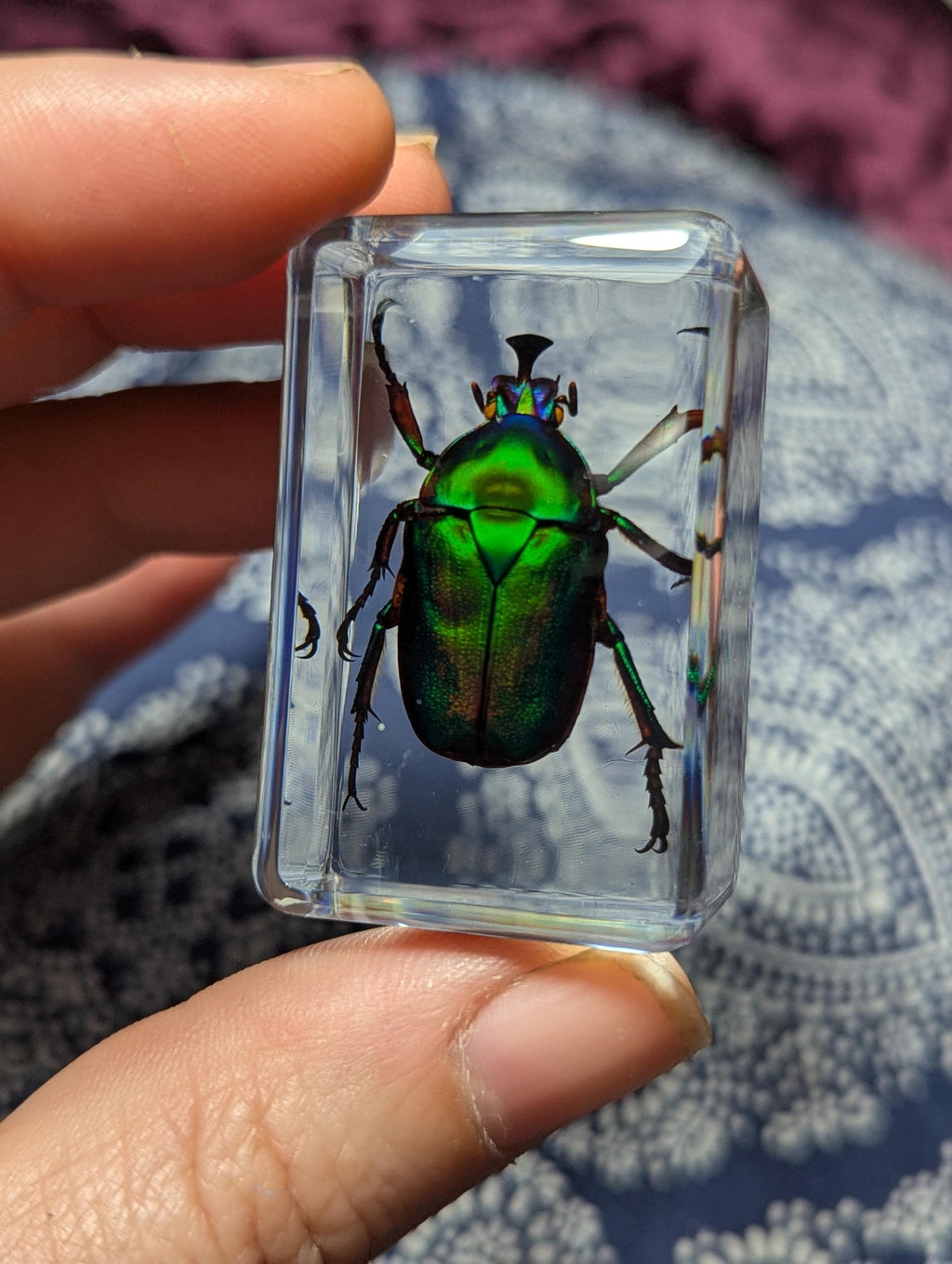 Green Rainbow Beetle, Trigonophorus rothschildi, Preserved in Resin, Collectible Modern Day Fossil