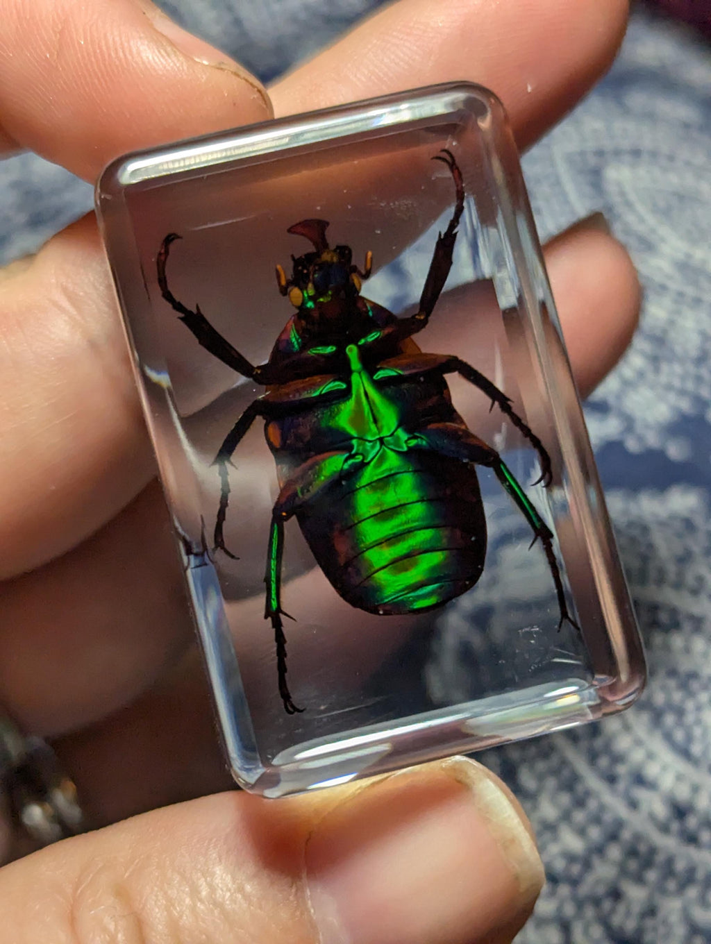 Green Rainbow Beetle, Trigonophorus rothschildi, Preserved in Resin, Collectible Modern Day Fossil