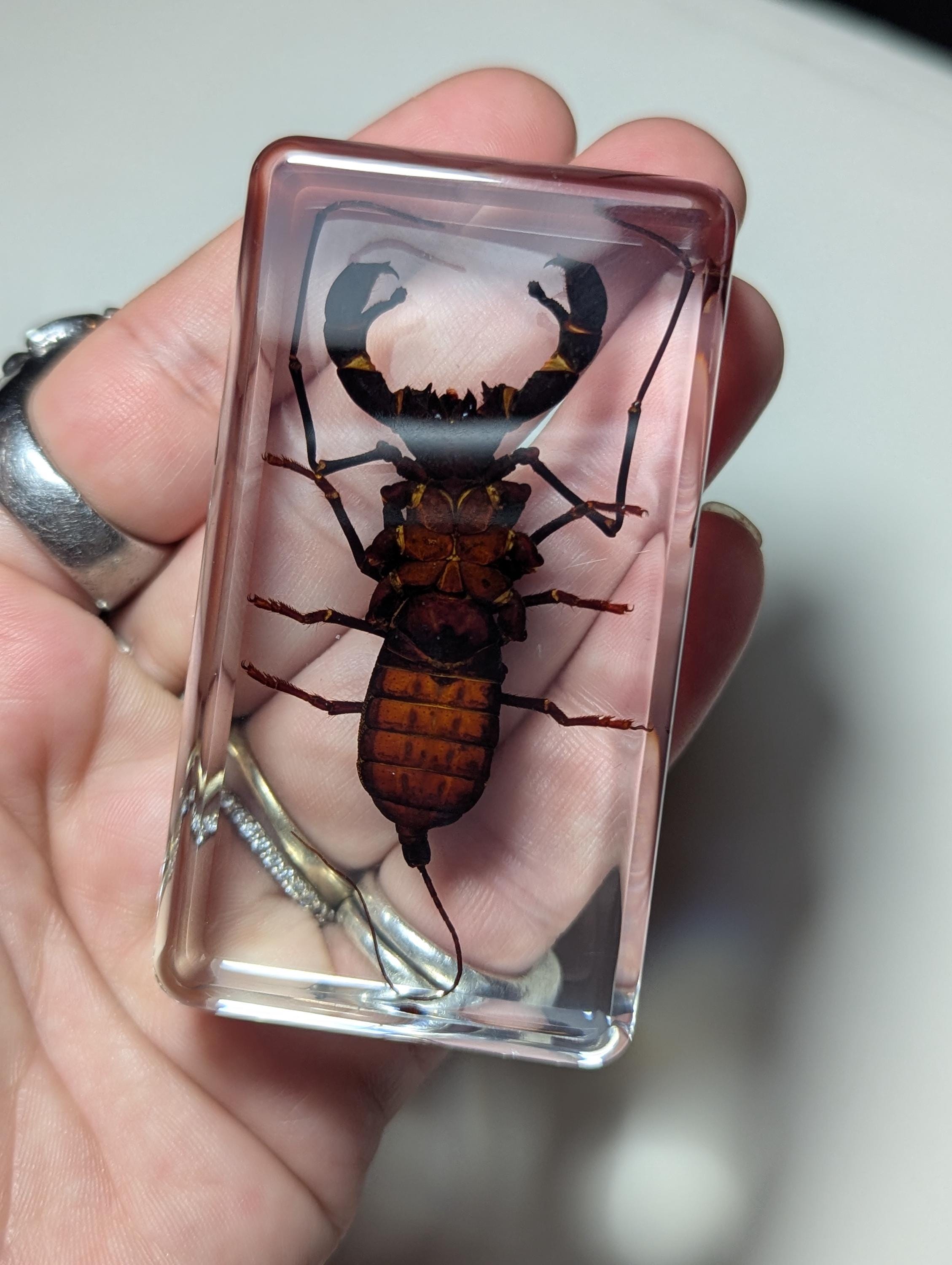 Large Whip Scorpion, Vinegaroon , Preserved in Resin, Collectible Modern Fossil