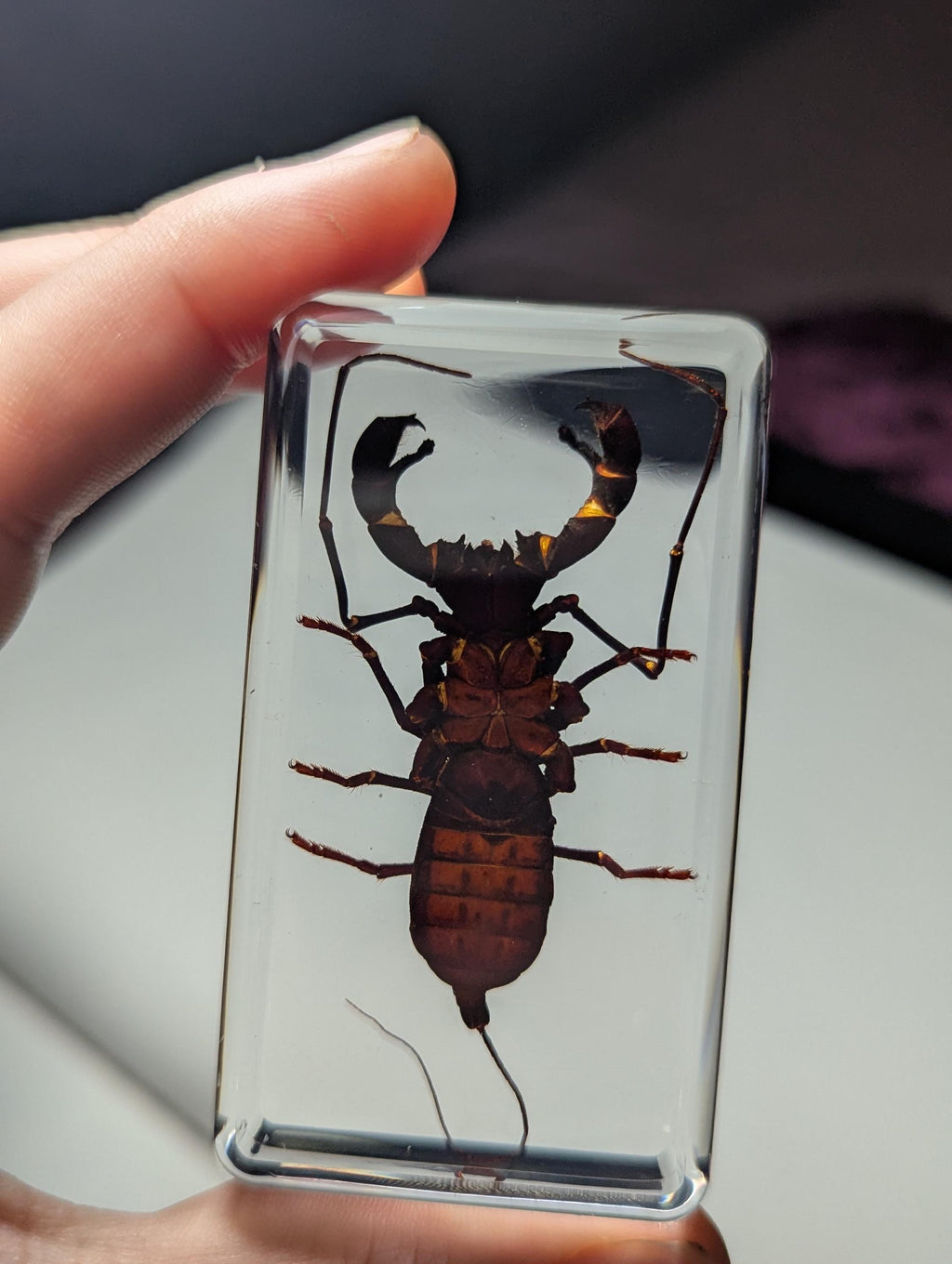 Large Whip Scorpion, Vinegaroon , Preserved in Resin, Collectible Modern Fossil