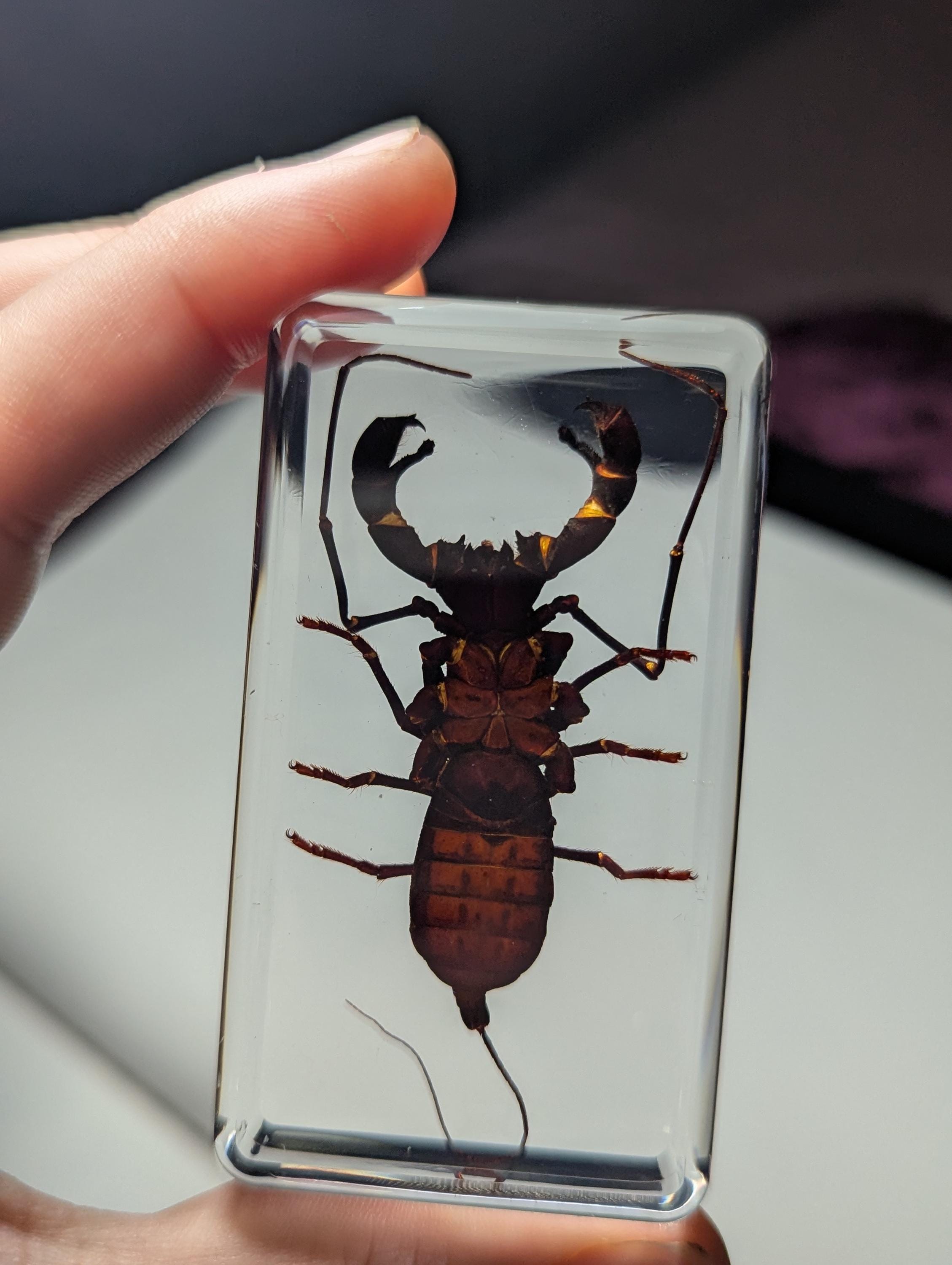 Large Whip Scorpion, Vinegaroon , Preserved in Resin, Collectible Modern Fossil