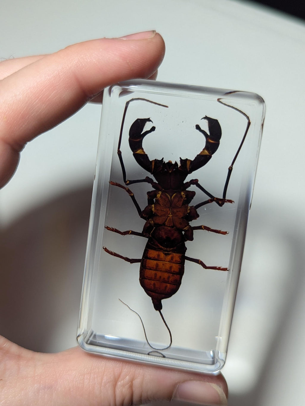 Large Whip Scorpion, Vinegaroon , Preserved in Resin, Collectible Modern Fossil