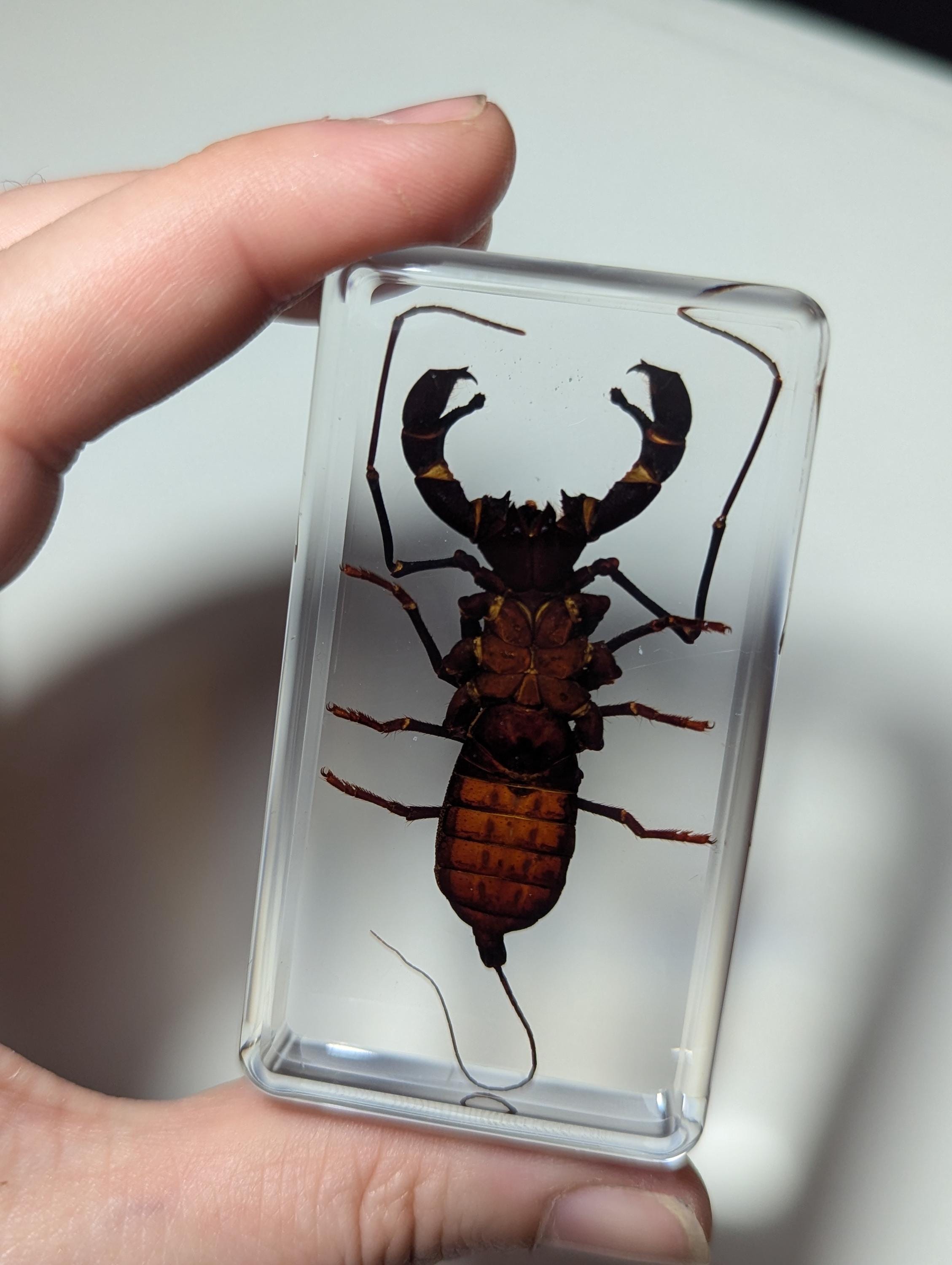 Large Whip Scorpion, Vinegaroon , Preserved in Resin, Collectible Modern Fossil