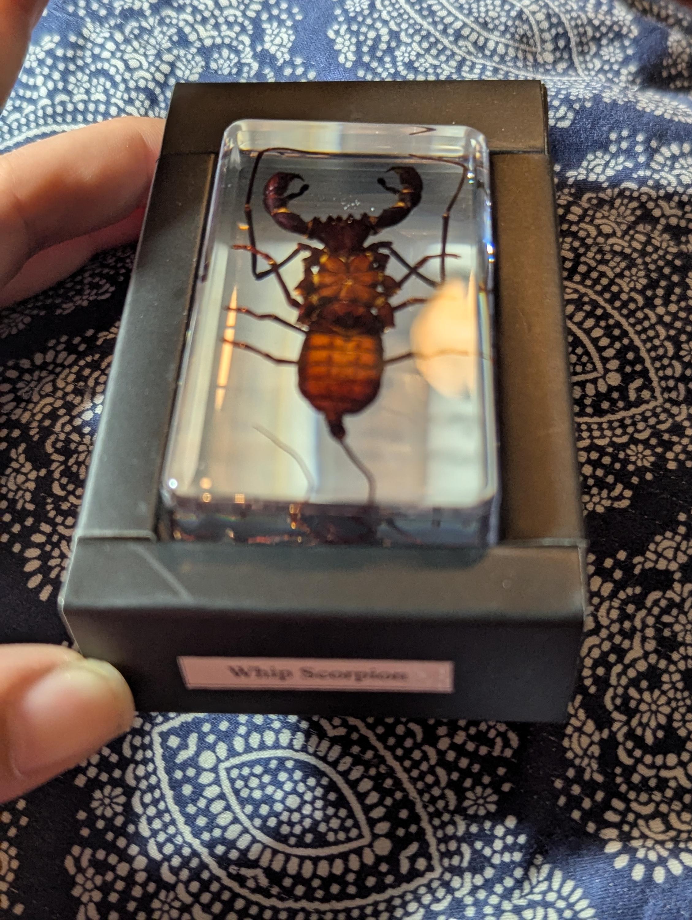 Large Whip Scorpion, Vinegaroon , Preserved in Resin, Collectible Modern Fossil