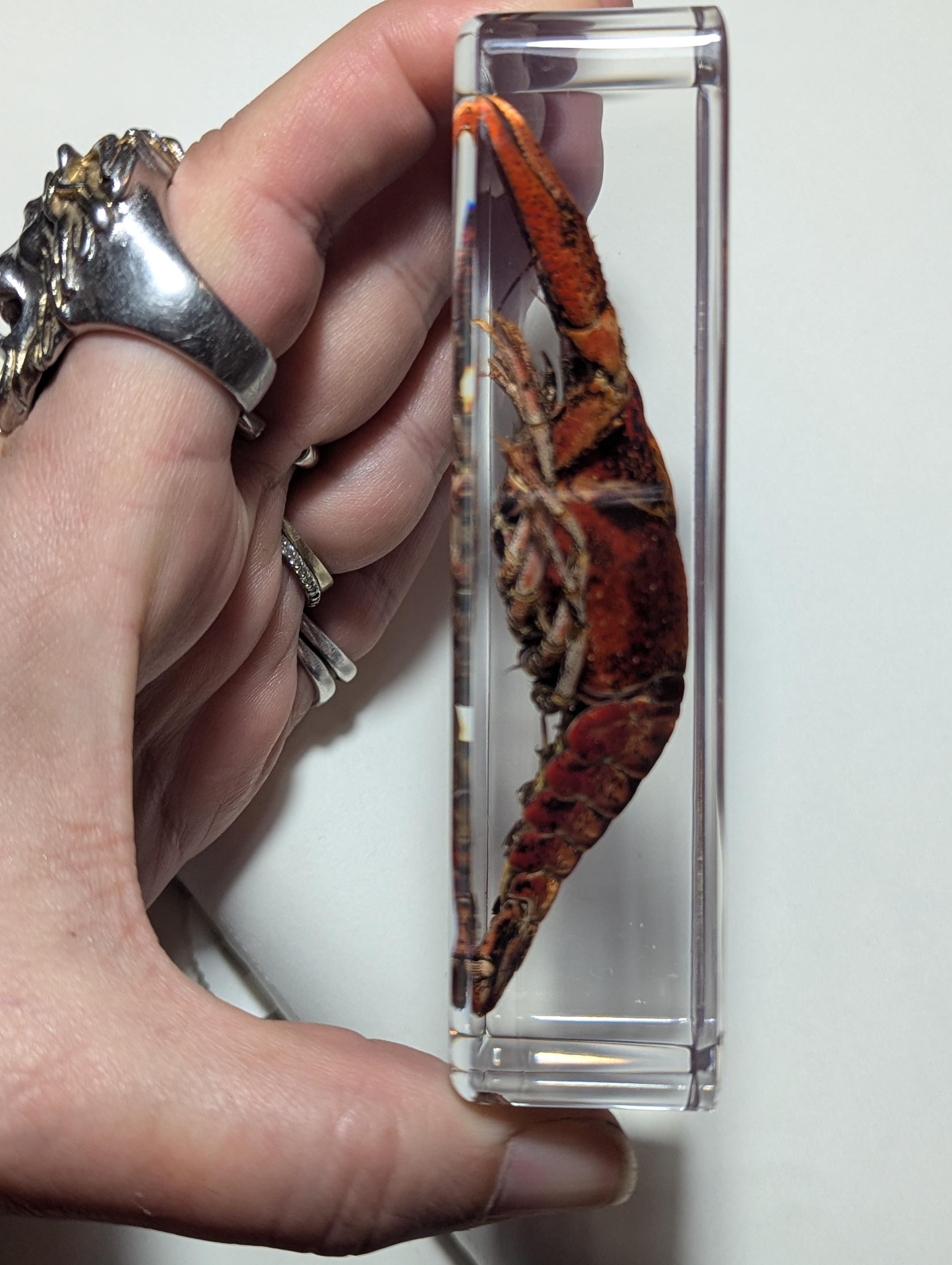 Large Crawfish, Preserved in Resin, Collectible Modern Day Fossil