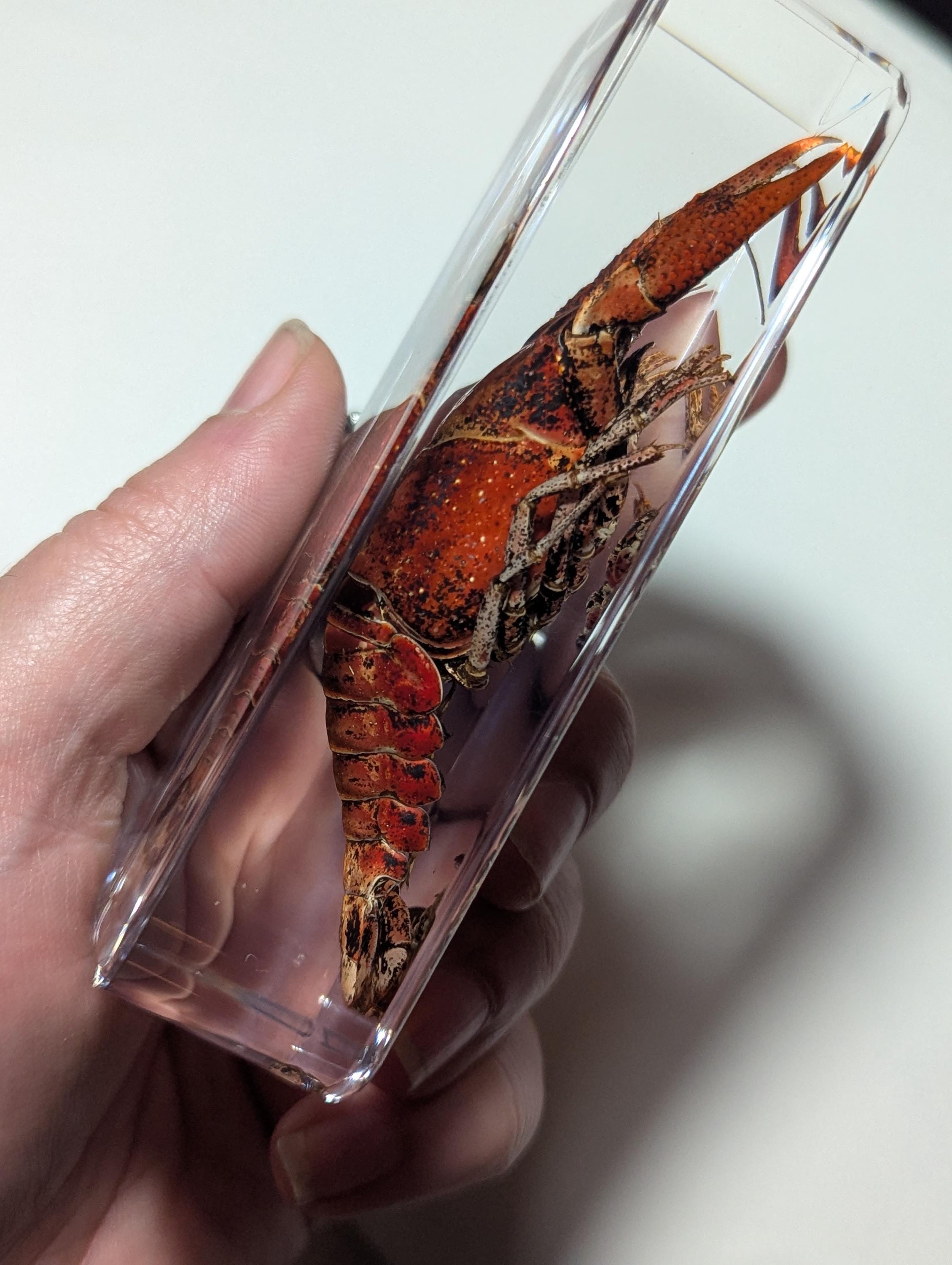 Large Crawfish, Preserved in Resin, Collectible Modern Day Fossil
