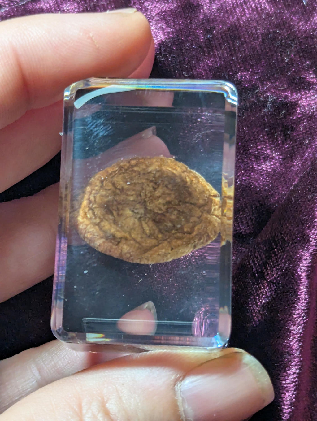 Lentinula edodes, Shiitake Mushroom, Preserved in Resin, Collectible Modern Day Fossil