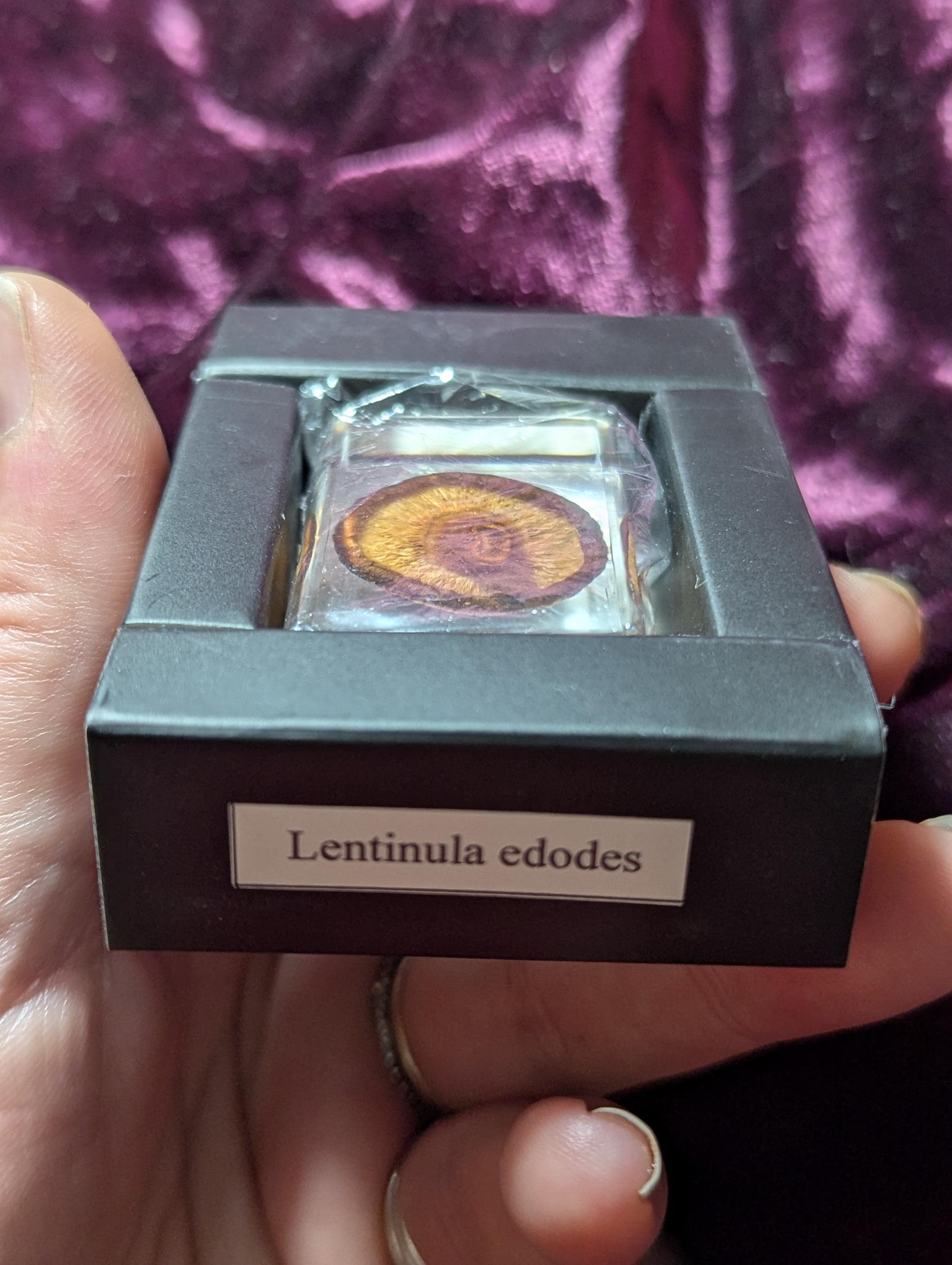 Lentinula edodes, Shiitake Mushroom, Preserved in Resin, Collectible Modern Day Fossil