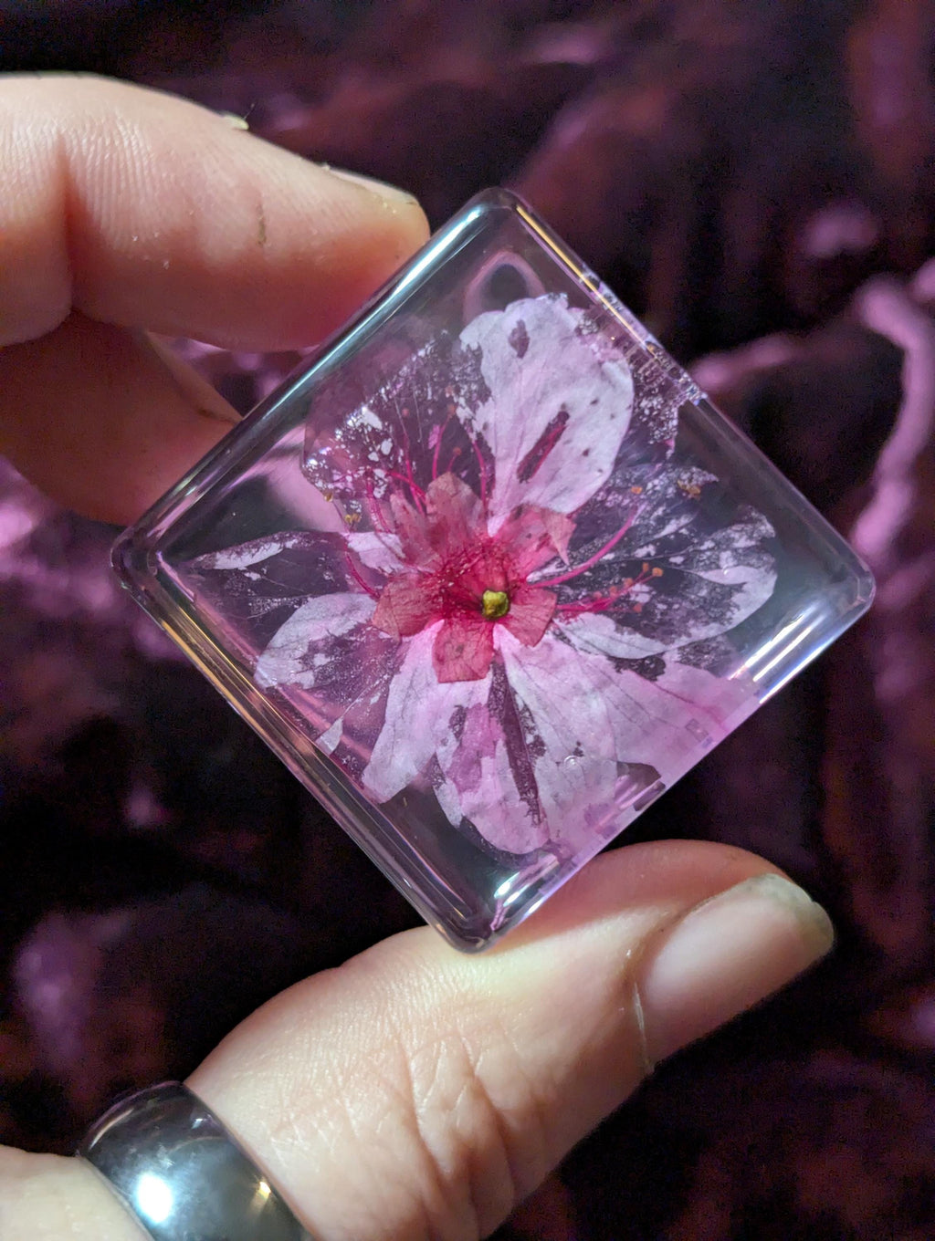 Cherry Blossom Flower , Preserved in Resin, Collectible Modern Day Plant Fossil