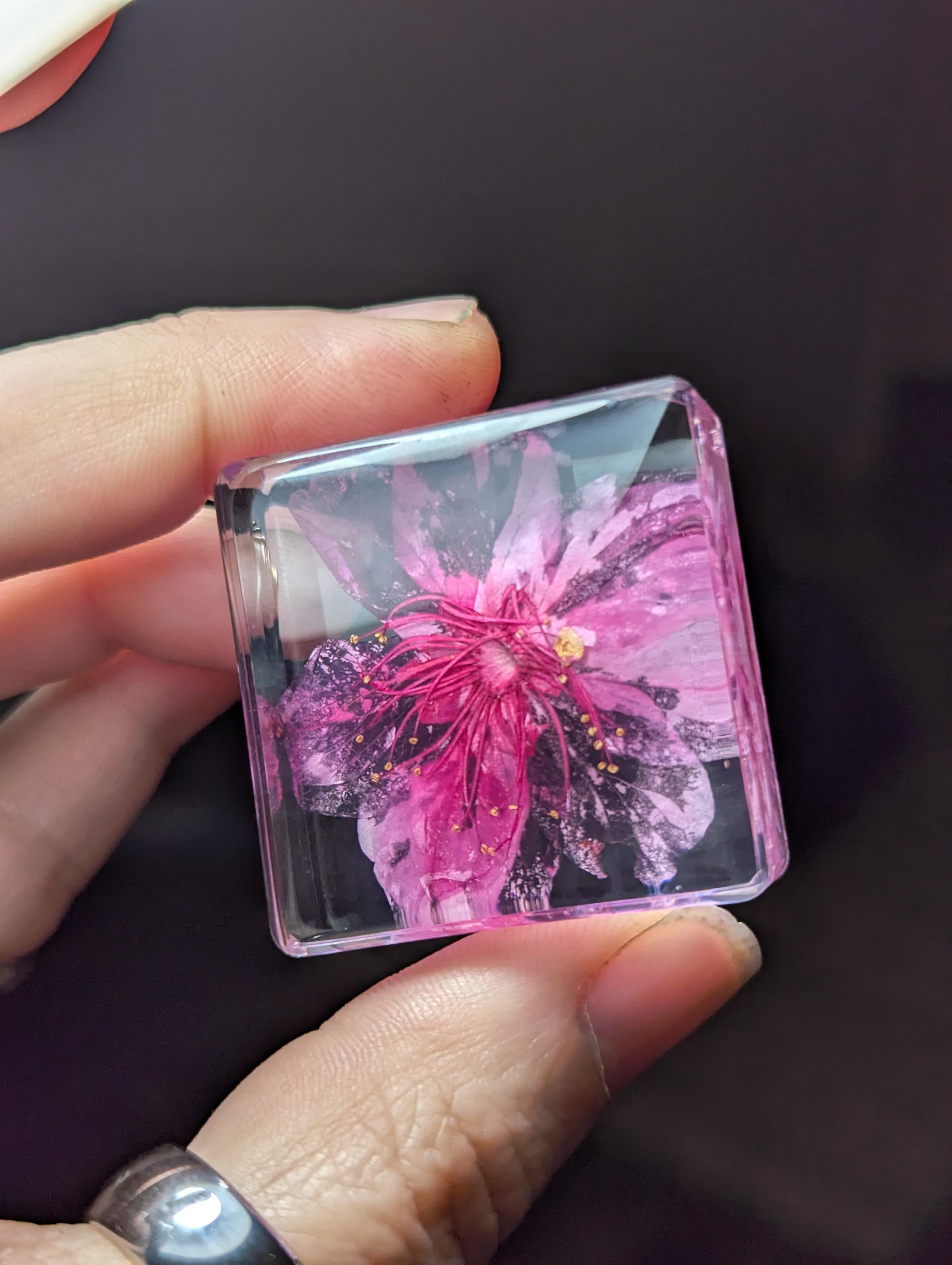 Cherry Blossom Flower , Preserved in Resin, Collectible Modern Day Plant Fossil