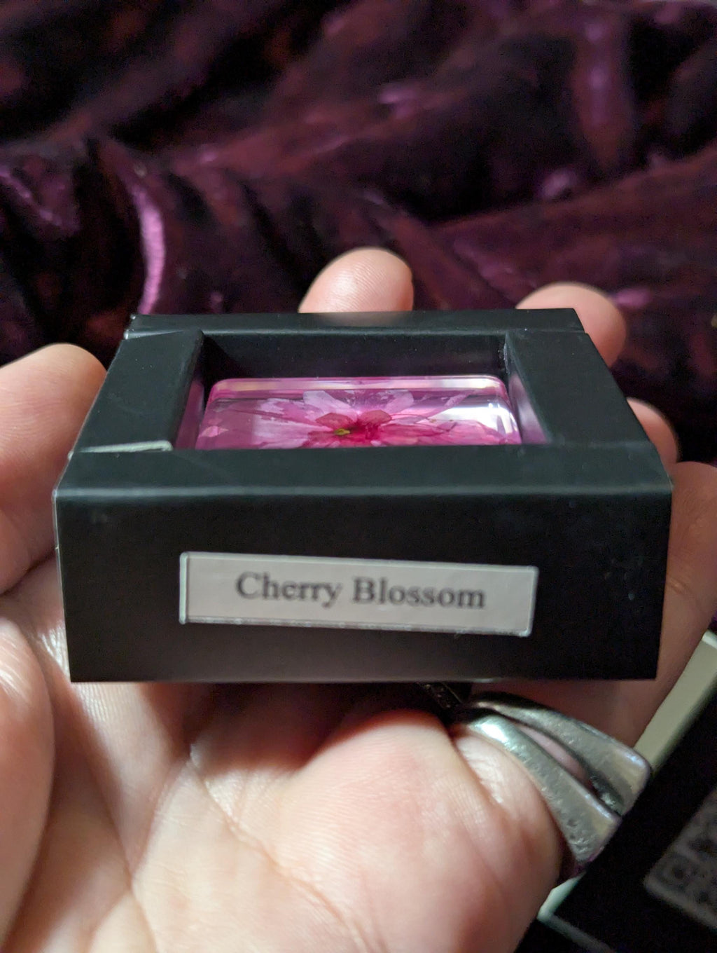 Cherry Blossom Flower , Preserved in Resin, Collectible Modern Day Plant Fossil
