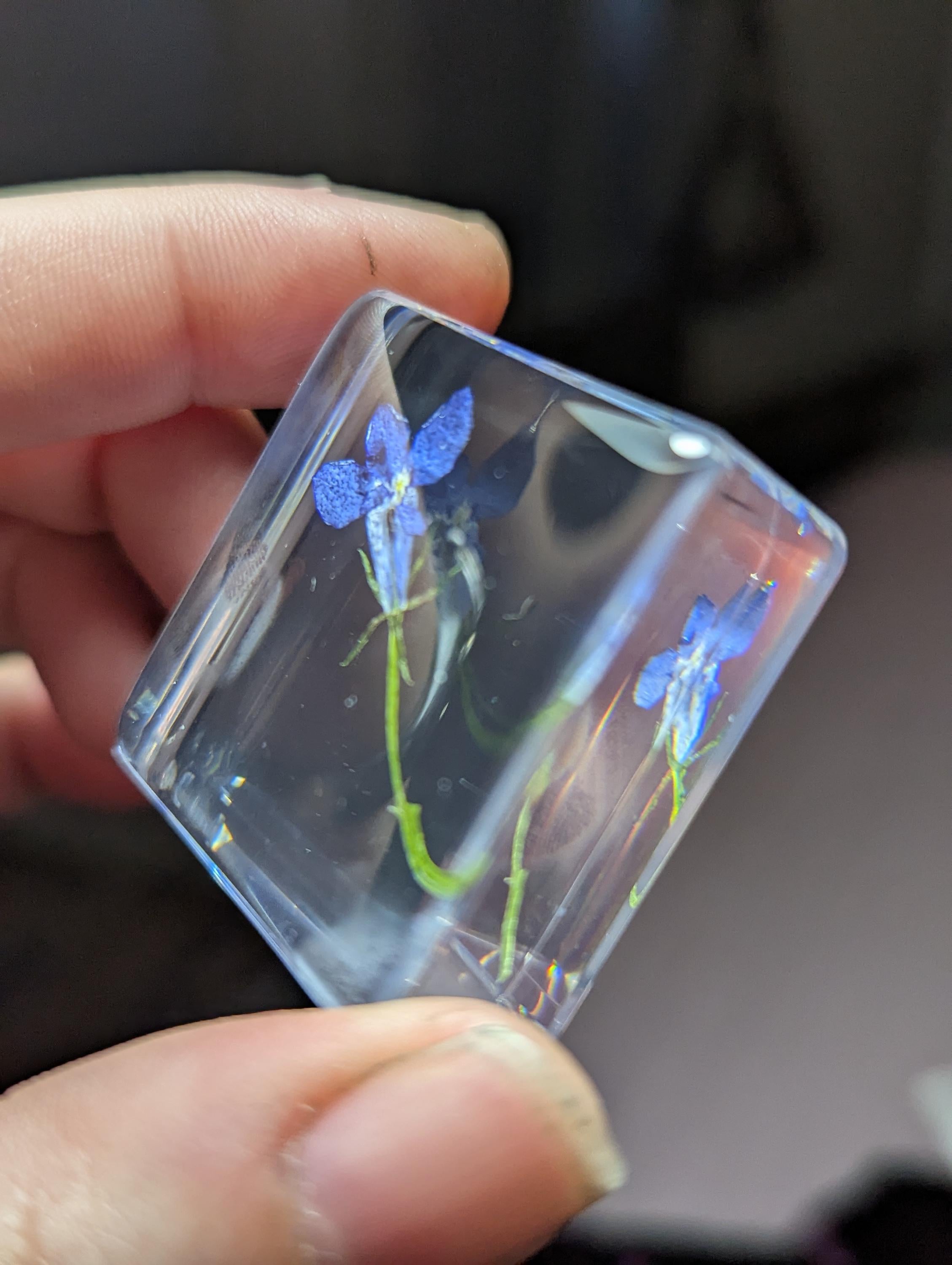 Lobelia Flower , Preserved in Resin, Collectible Modern Day Plant Fossil
