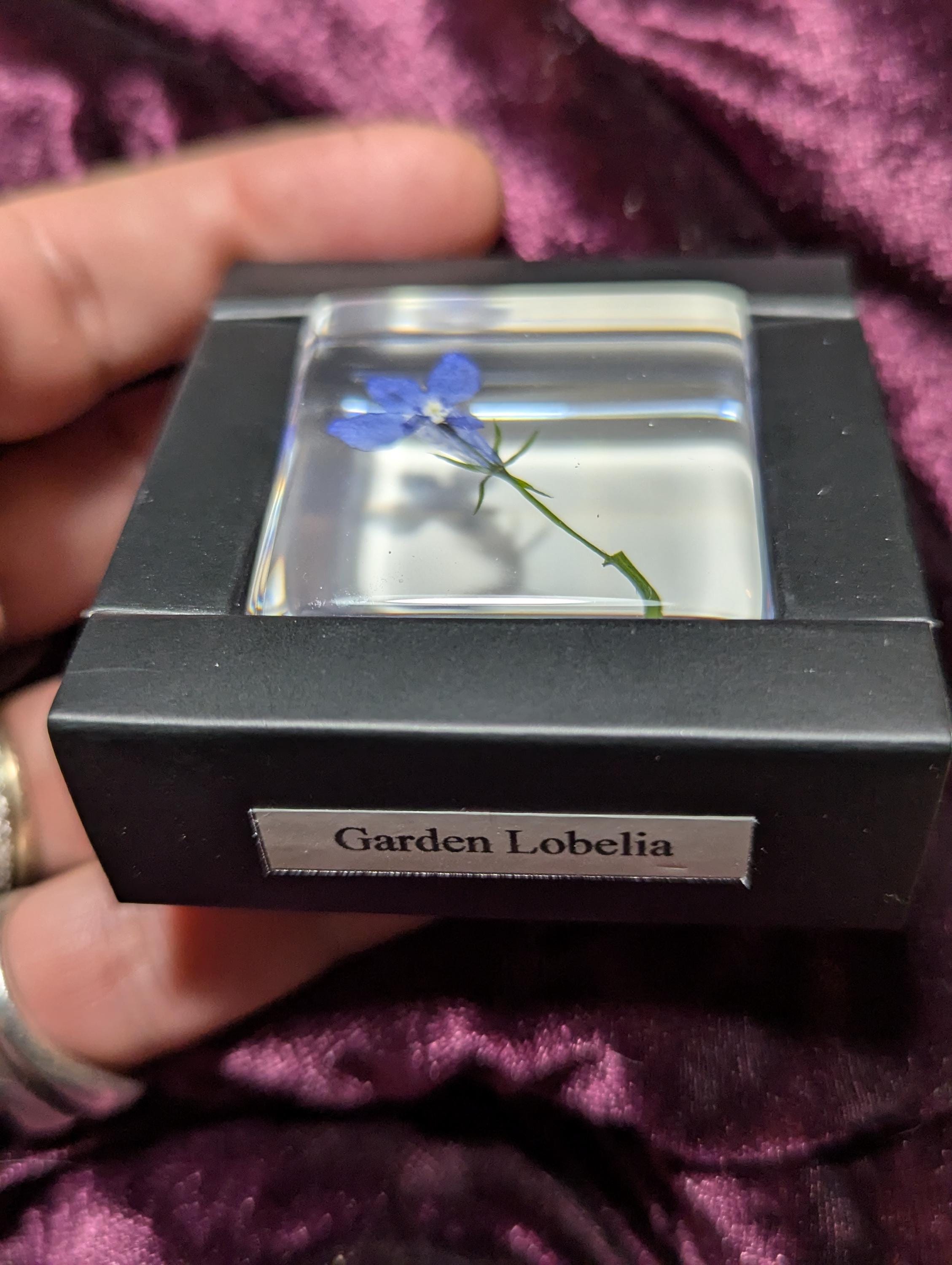 Lobelia Flower , Preserved in Resin, Collectible Modern Day Plant Fossil
