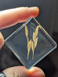 Rice Plant , Preserved in Resin, Collectible Modern Day Plant Fossil