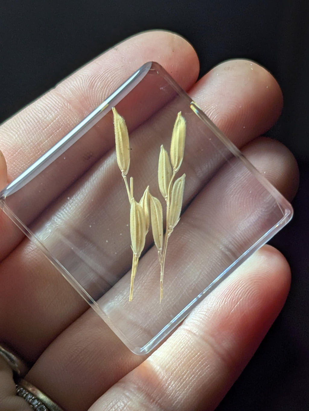 Rice Plant , Preserved in Resin, Collectible Modern Day Plant Fossil