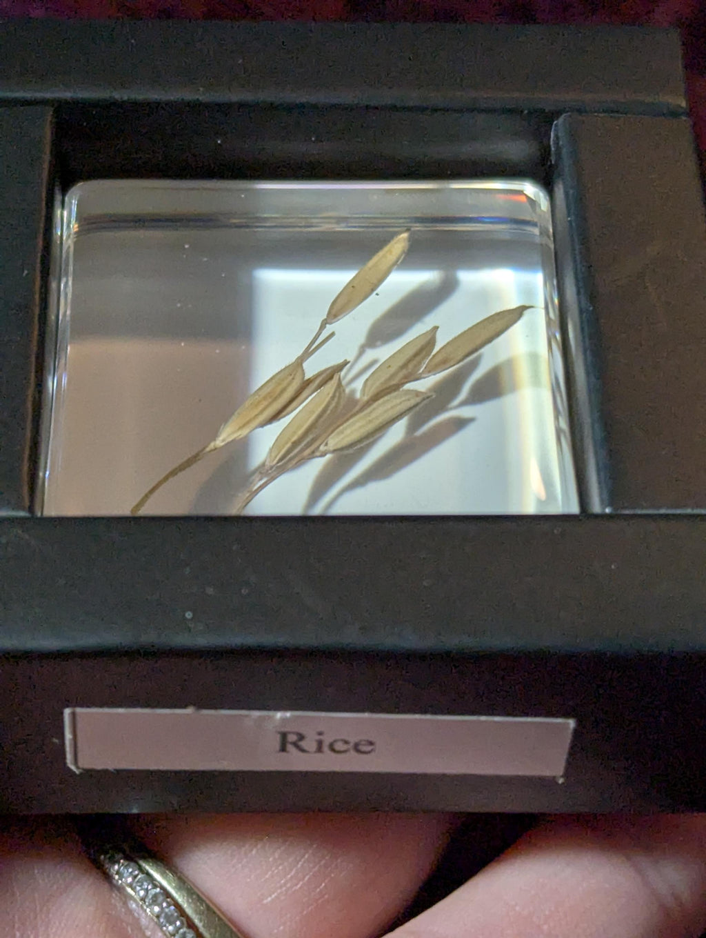 Rice Plant , Preserved in Resin, Collectible Modern Day Plant Fossil