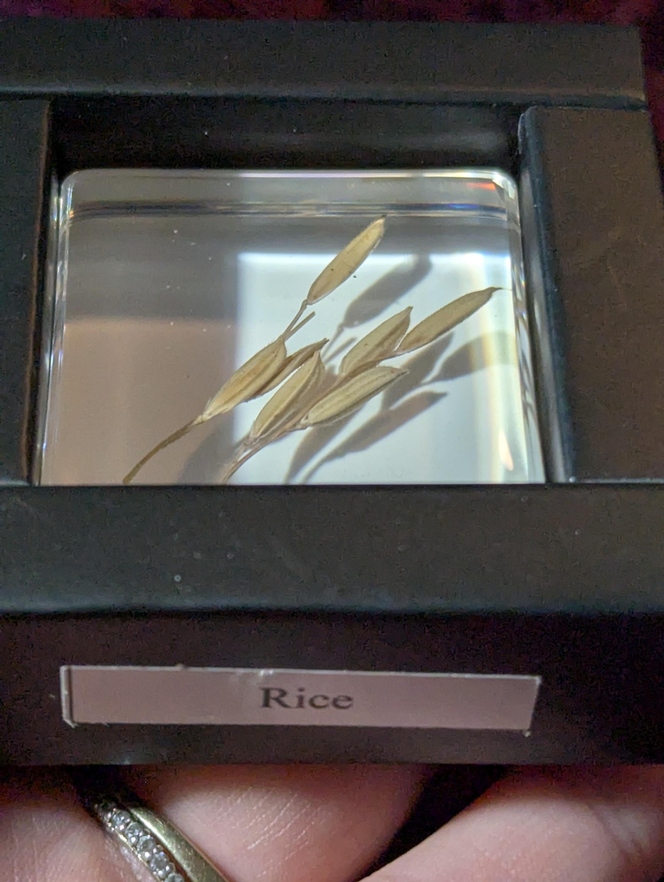 Rice Plant , Preserved in Resin, Collectible Modern Day Plant Fossil