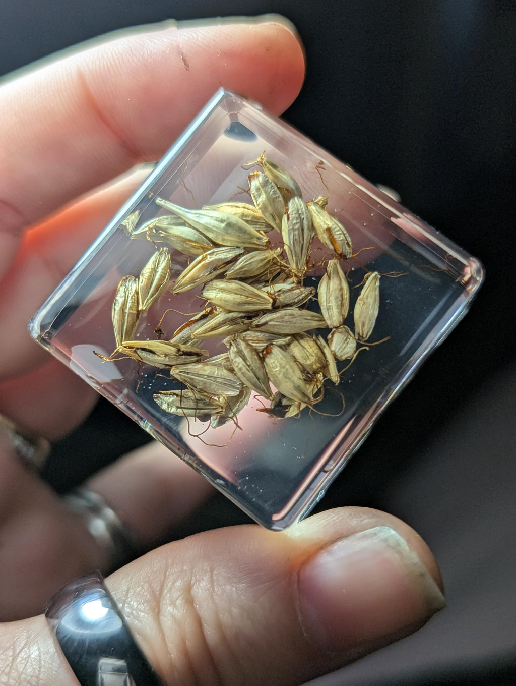 Malt Plant , Preserved in Resin, Collectible Modern Day Plant Fossil