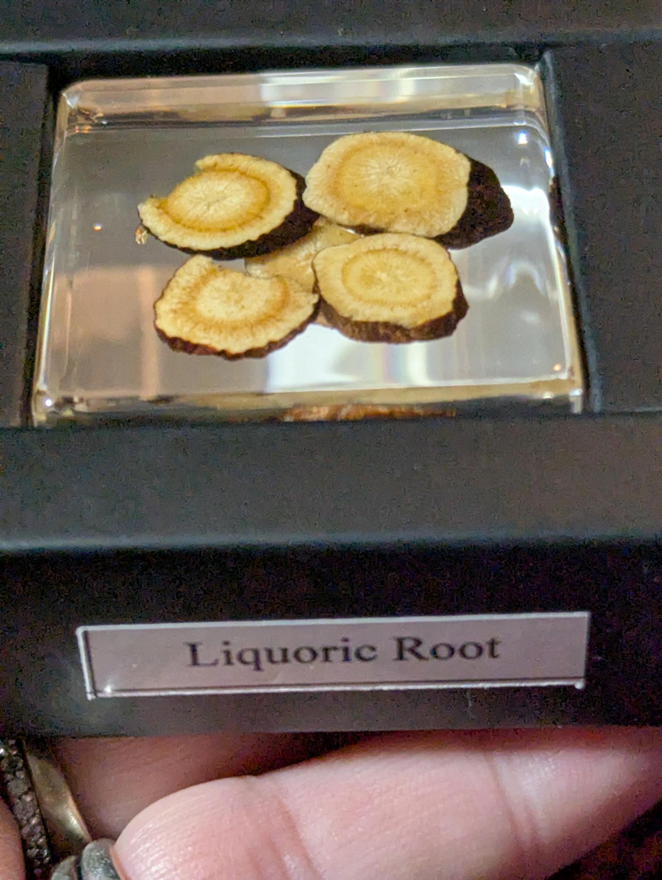 Licorice Root, Preserved in Resin, Collectible Modern Day Plant Fossil