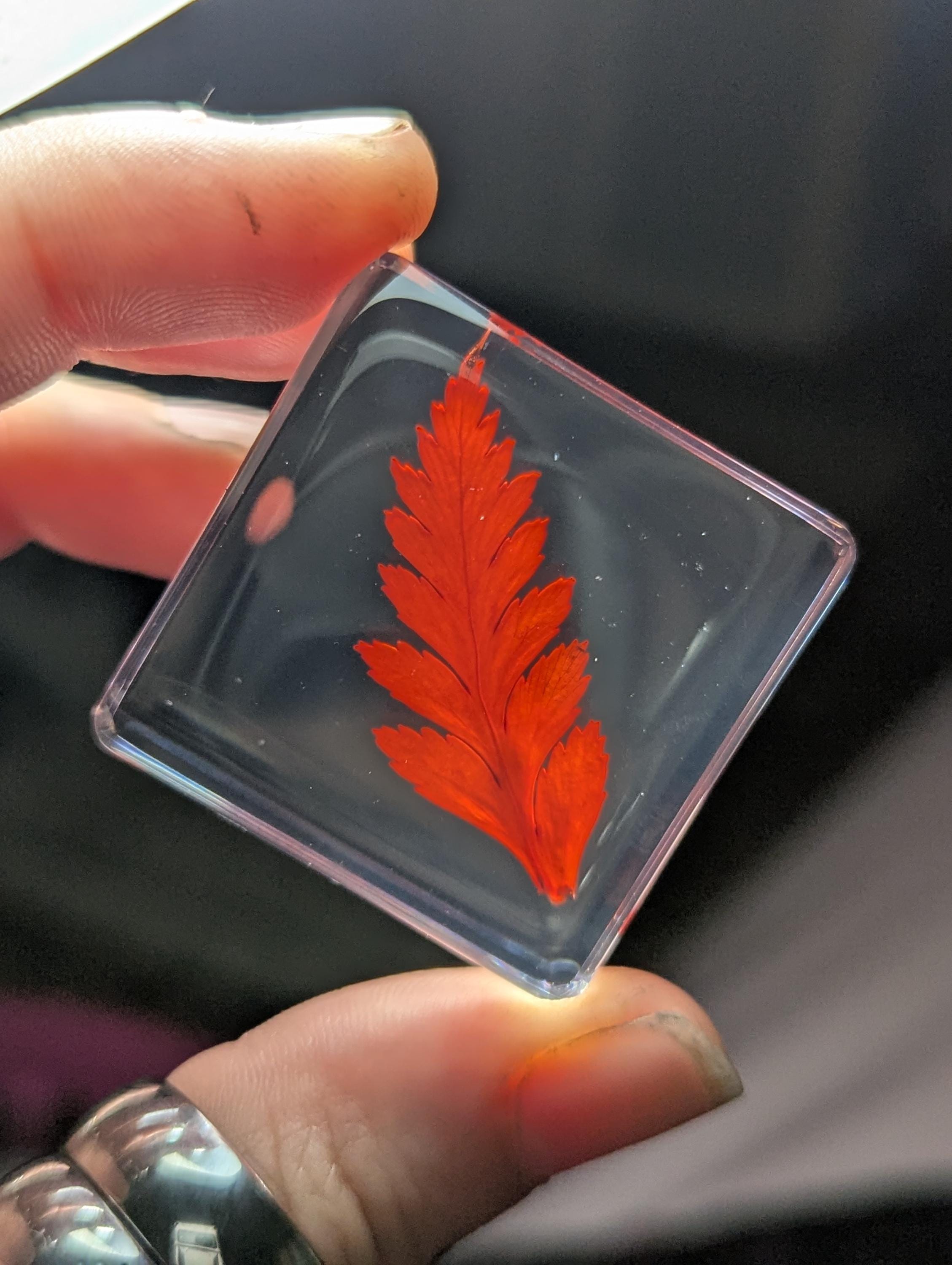 Red Fern Leaf , Preserved in Resin, Collectible Modern Day Plant Fossil