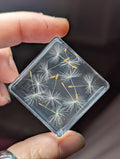 Dandelion Flowers , Preserved in Resin, Collectible Modern Day Plant Fossil