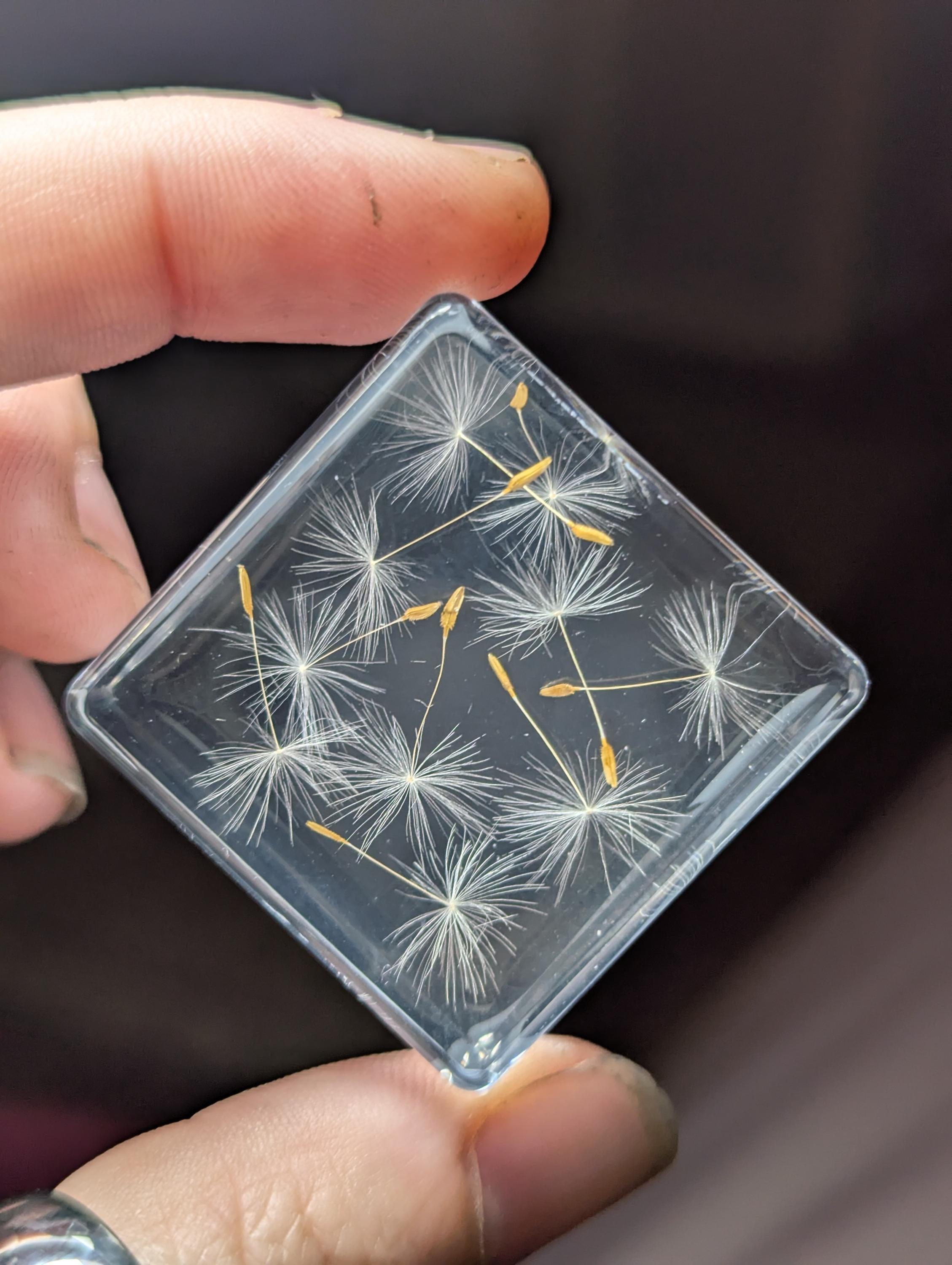 Dandelion Flowers , Preserved in Resin, Collectible Modern Day Plant Fossil