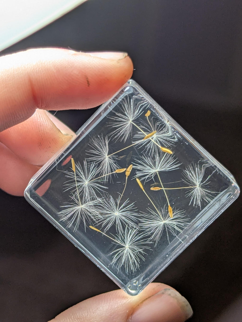Dandelion Flowers , Preserved in Resin, Collectible Modern Day Plant Fossil