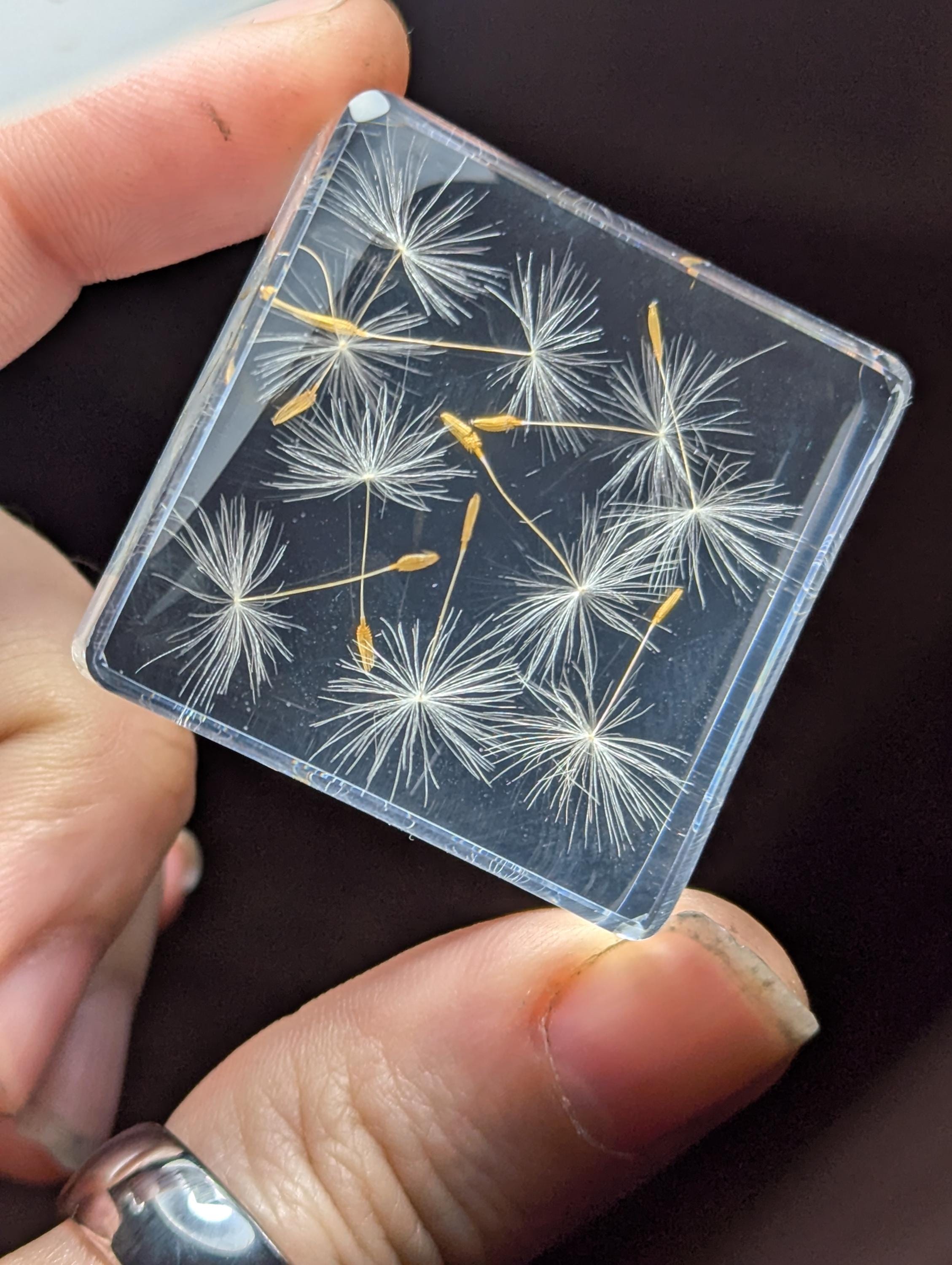 Dandelion Flowers , Preserved in Resin, Collectible Modern Day Plant Fossil