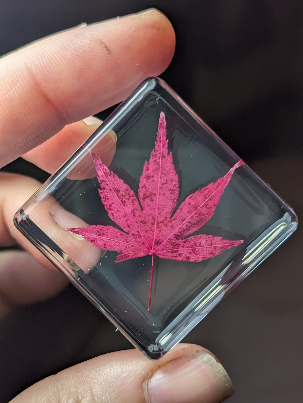 Red Maple Leaf , Preserved in Resin, Collectible Modern Day Plant Fossil