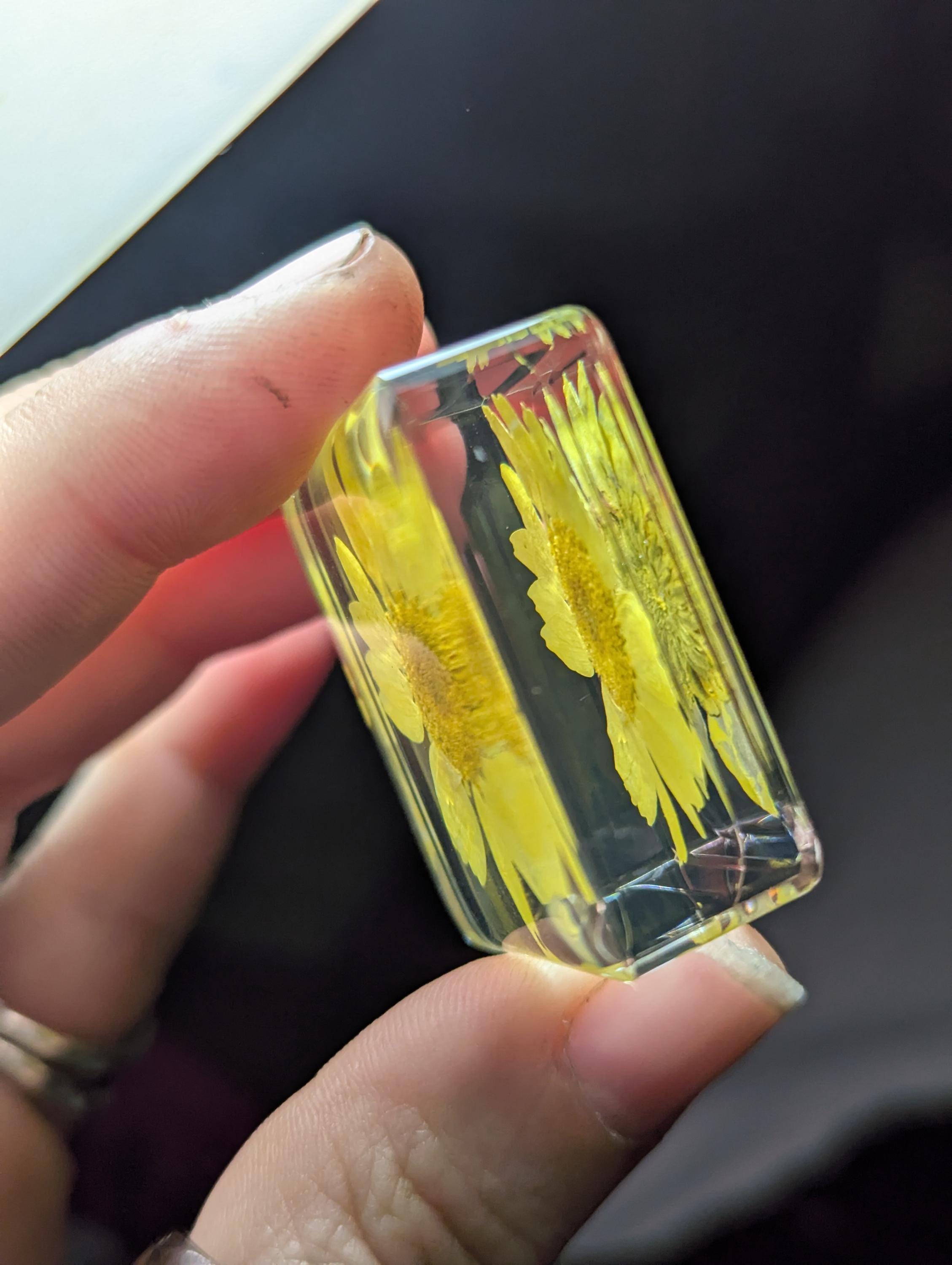 Yellow Daisy Flower , Preserved in Resin, Collectible Modern Day Plant Fossil