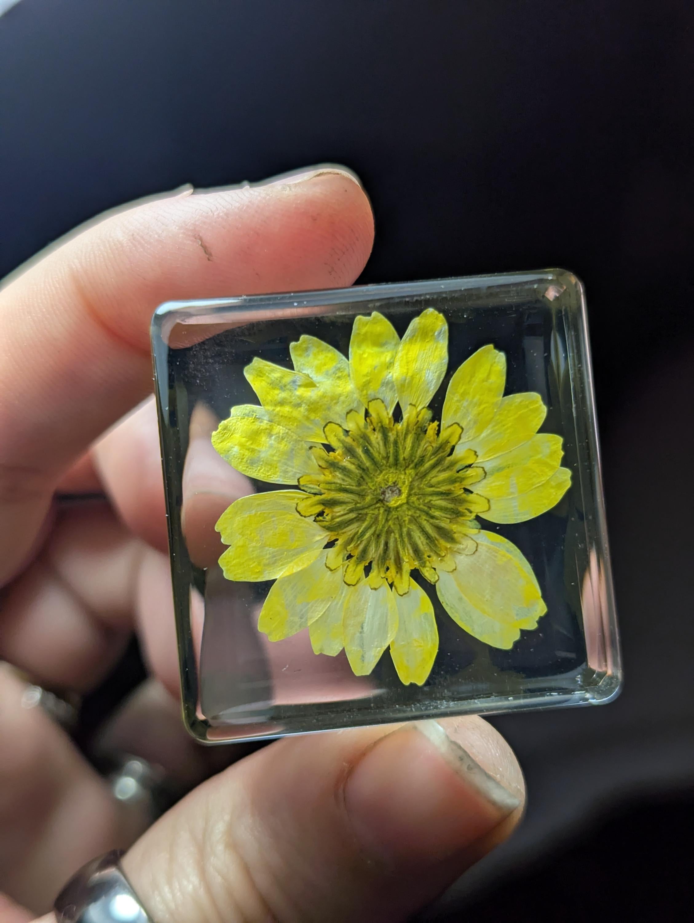 Yellow Daisy Flower , Preserved in Resin, Collectible Modern Day Plant Fossil