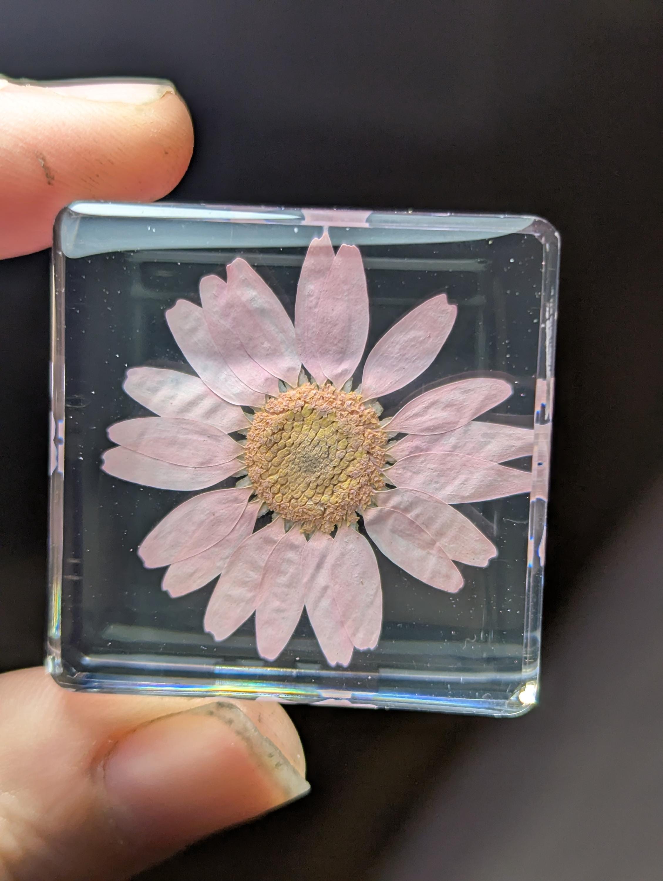 Pink Snowland Daisy Flower , Preserved in Resin, Collectible Modern Day Plant Fossil