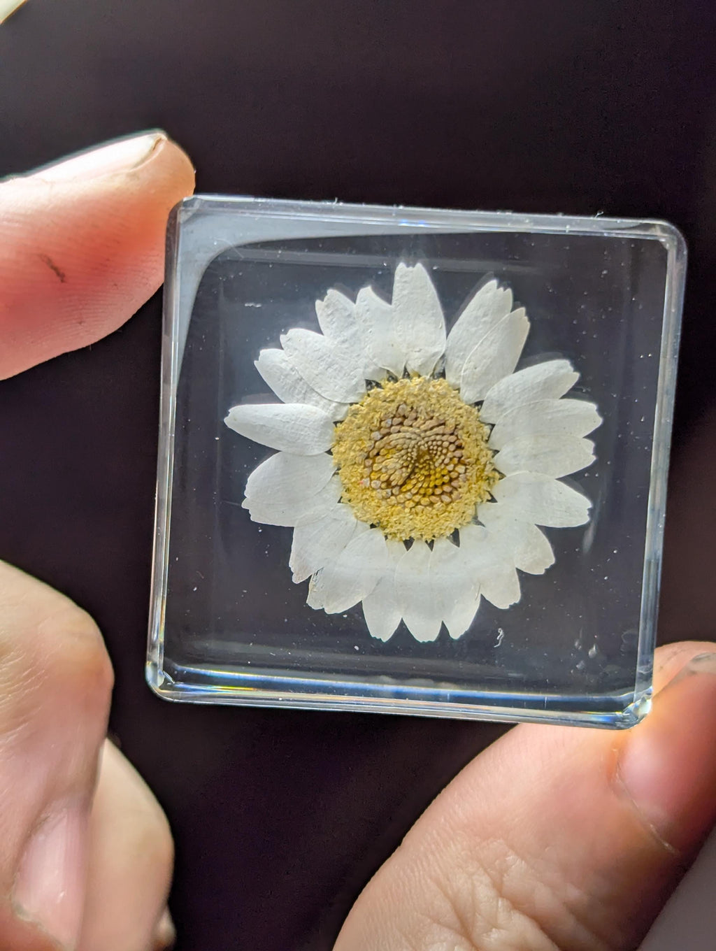 White Daisy Flower , Preserved in Resin, Collectible Modern Day Plant Fossil