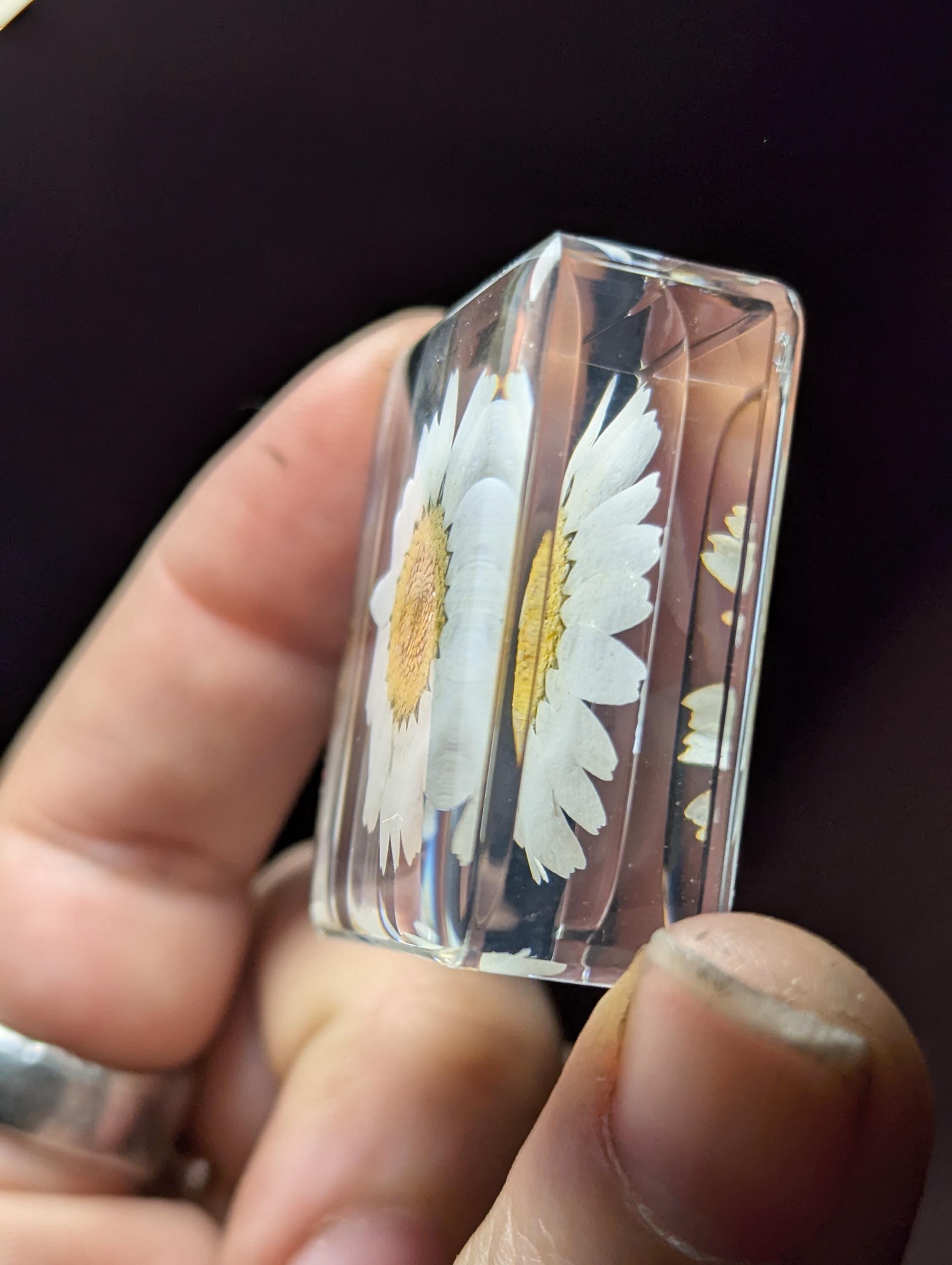 White Daisy Flower , Preserved in Resin, Collectible Modern Day Plant Fossil