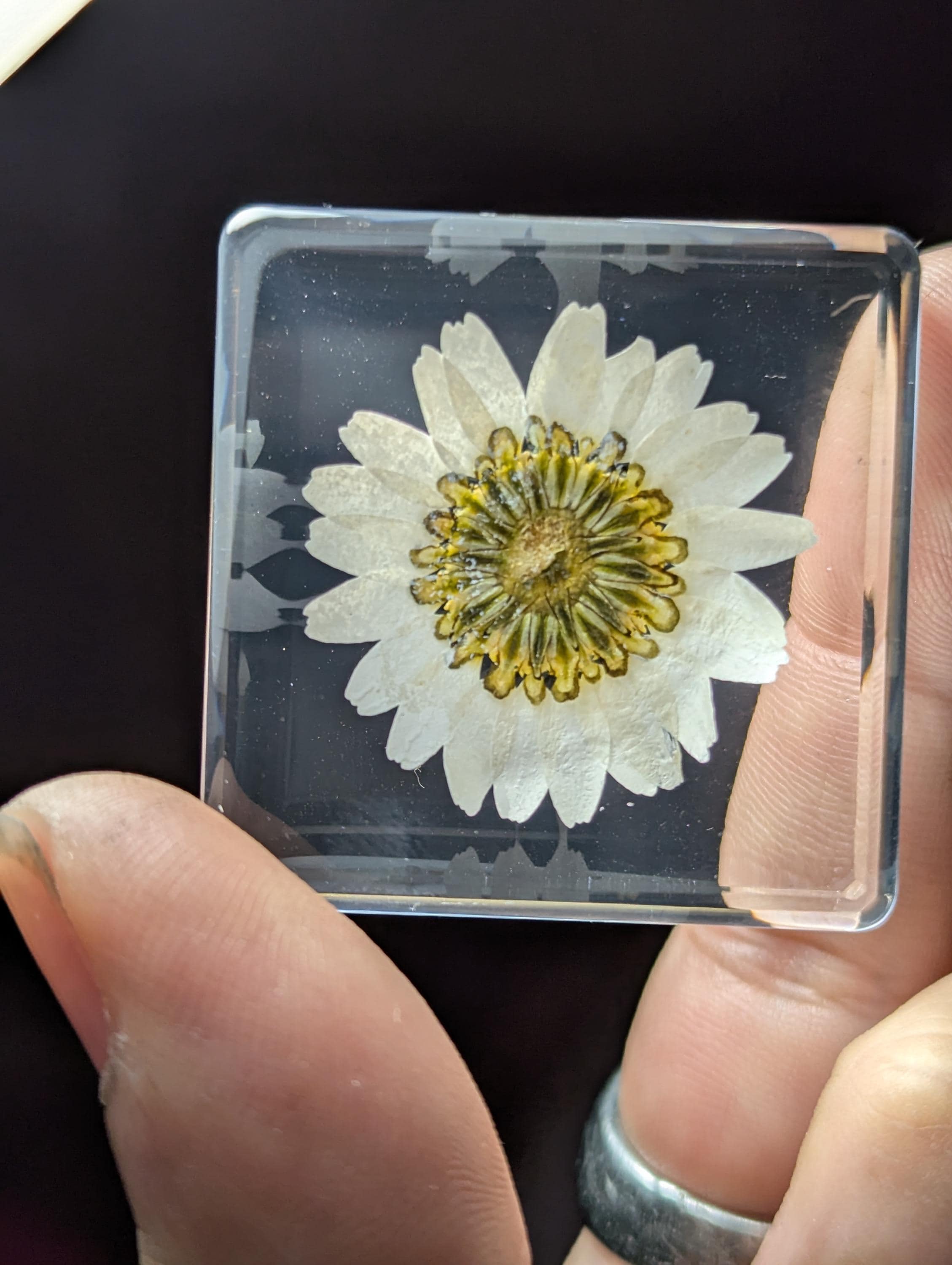 White Daisy Flower , Preserved in Resin, Collectible Modern Day Plant Fossil