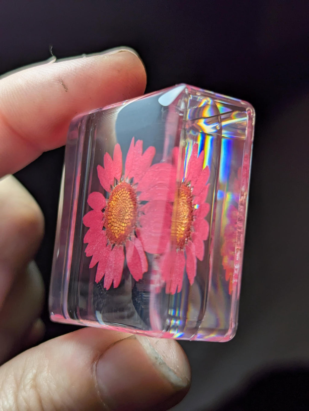 Red Daisy Flower , Preserved in Resin, Collectible Modern Day Plant Fossil