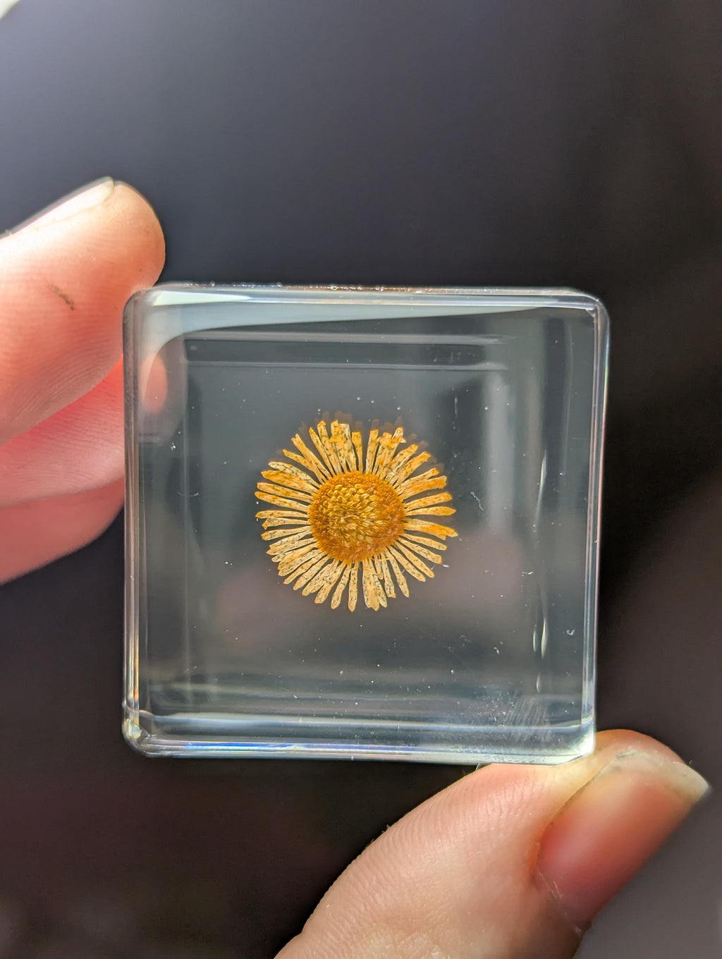 Orange Chrysanthemum Flower , Preserved in Resin, Collectible Modern Day Plant Fossil