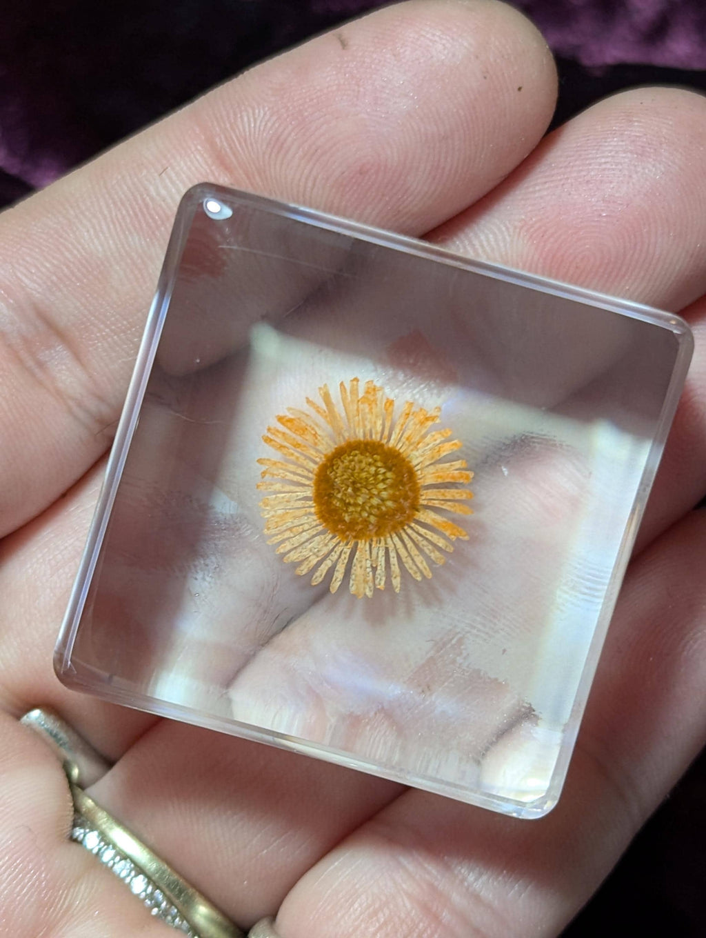 Orange Chrysanthemum Flower , Preserved in Resin, Collectible Modern Day Plant Fossil