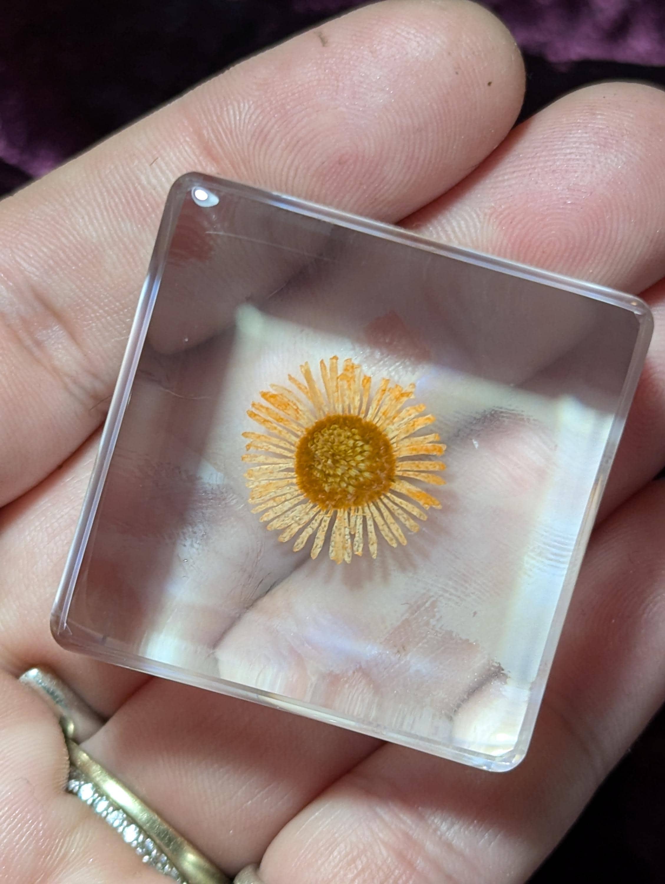 Orange Chrysanthemum Flower , Preserved in Resin, Collectible Modern Day Plant Fossil