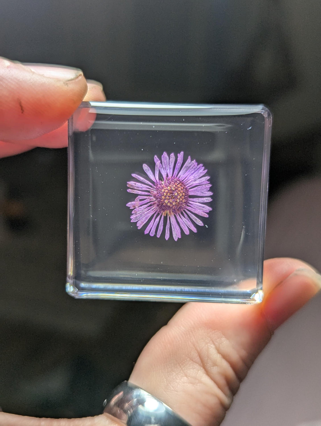 Purple Chrysanthemum Flower , Preserved in Resin, Collectible Modern Day Plant Fossil
