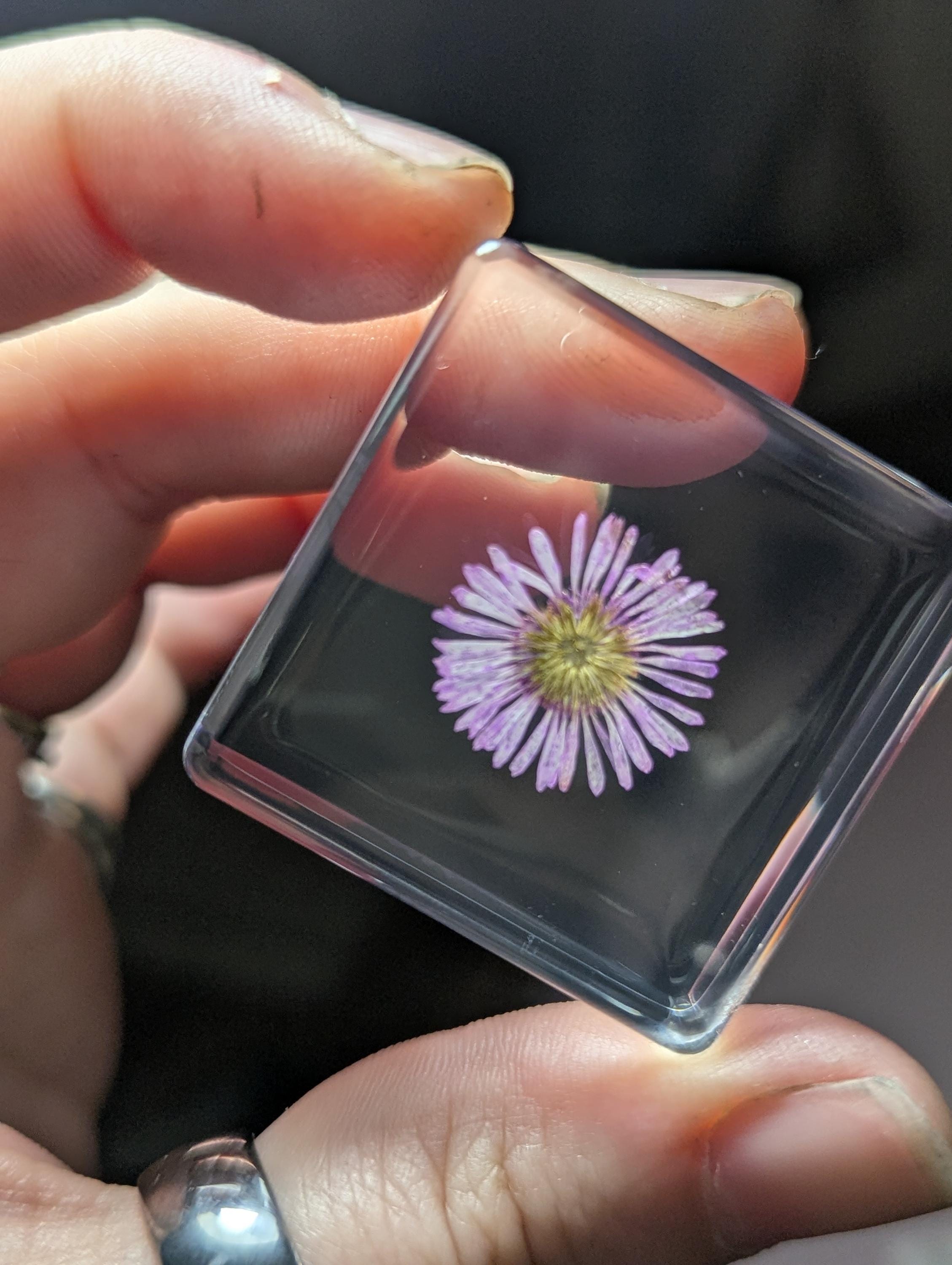 Purple Chrysanthemum Flower , Preserved in Resin, Collectible Modern Day Plant Fossil