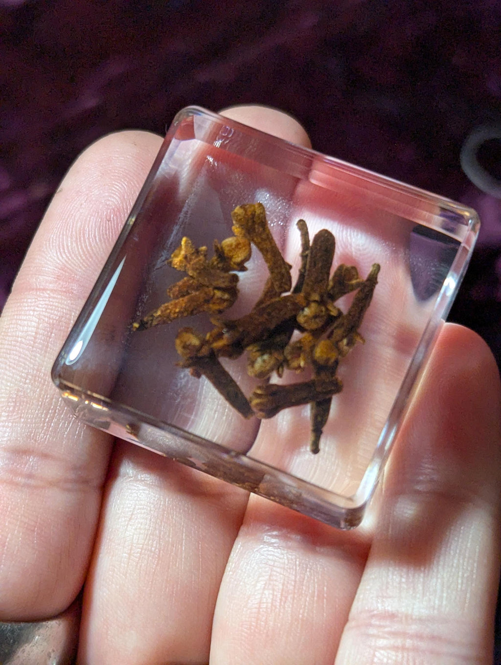 Clove Spice, Flos Caryophyllata, Preserved in Resin, Collectible Modern Day Plant Fossil