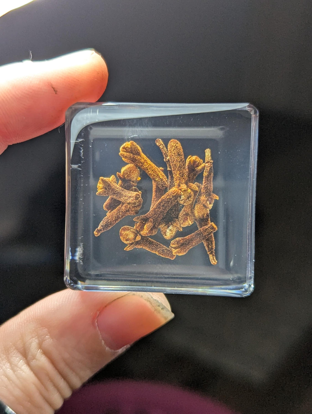 Clove Spice, Flos Caryophyllata, Preserved in Resin, Collectible Modern Day Plant Fossil