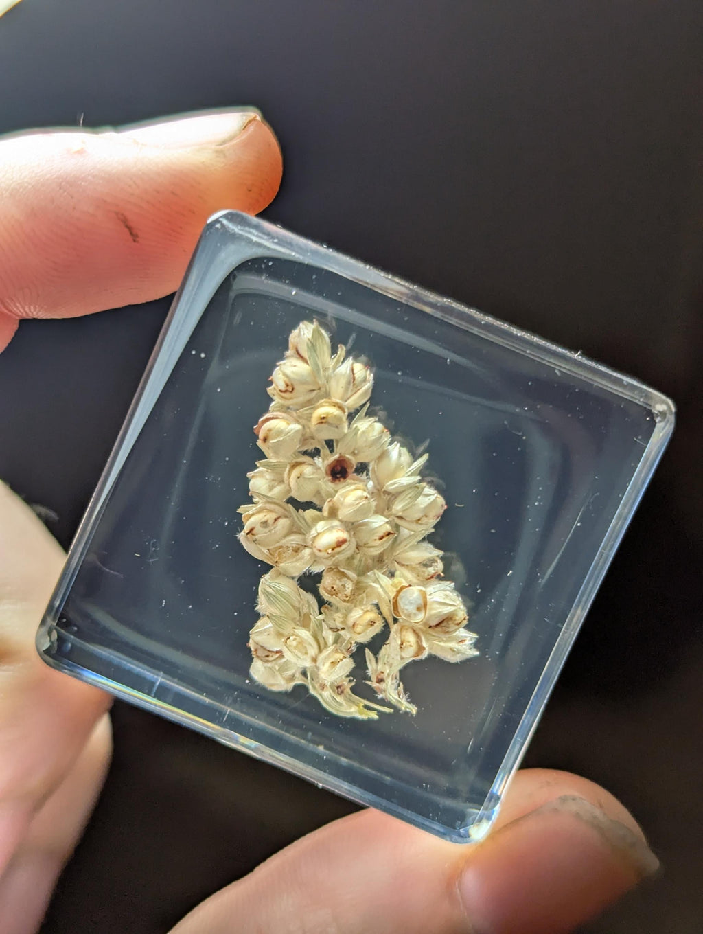 Sorghum, Preserved in Resin, Collectible Modern Day Plant Fossil