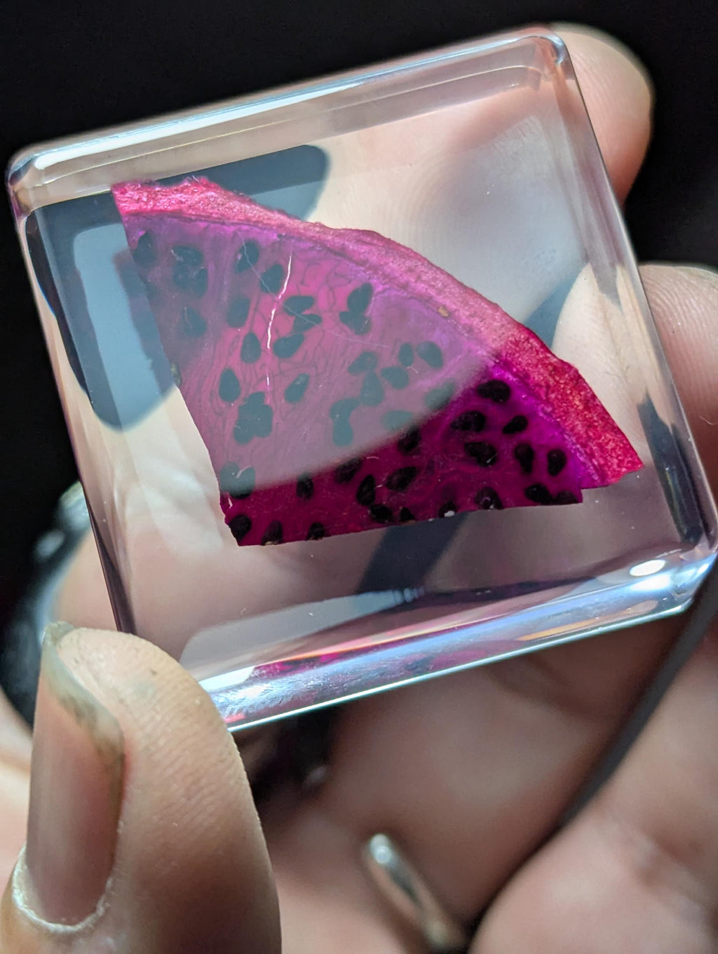Red Dragonfruit Slice, Preserved in Resin, Collectible Modern Day Forever Fruit Fossil