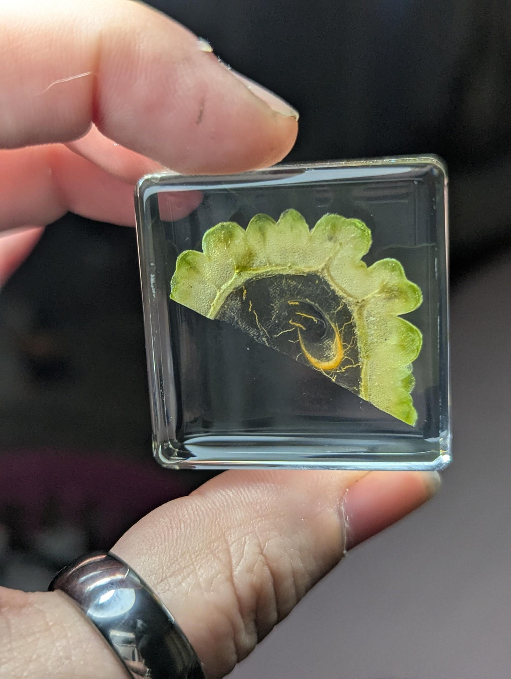 Bitter Gourd Melon, Preserved in Resin, Collectible Modern Day Forever Fruit Fossil