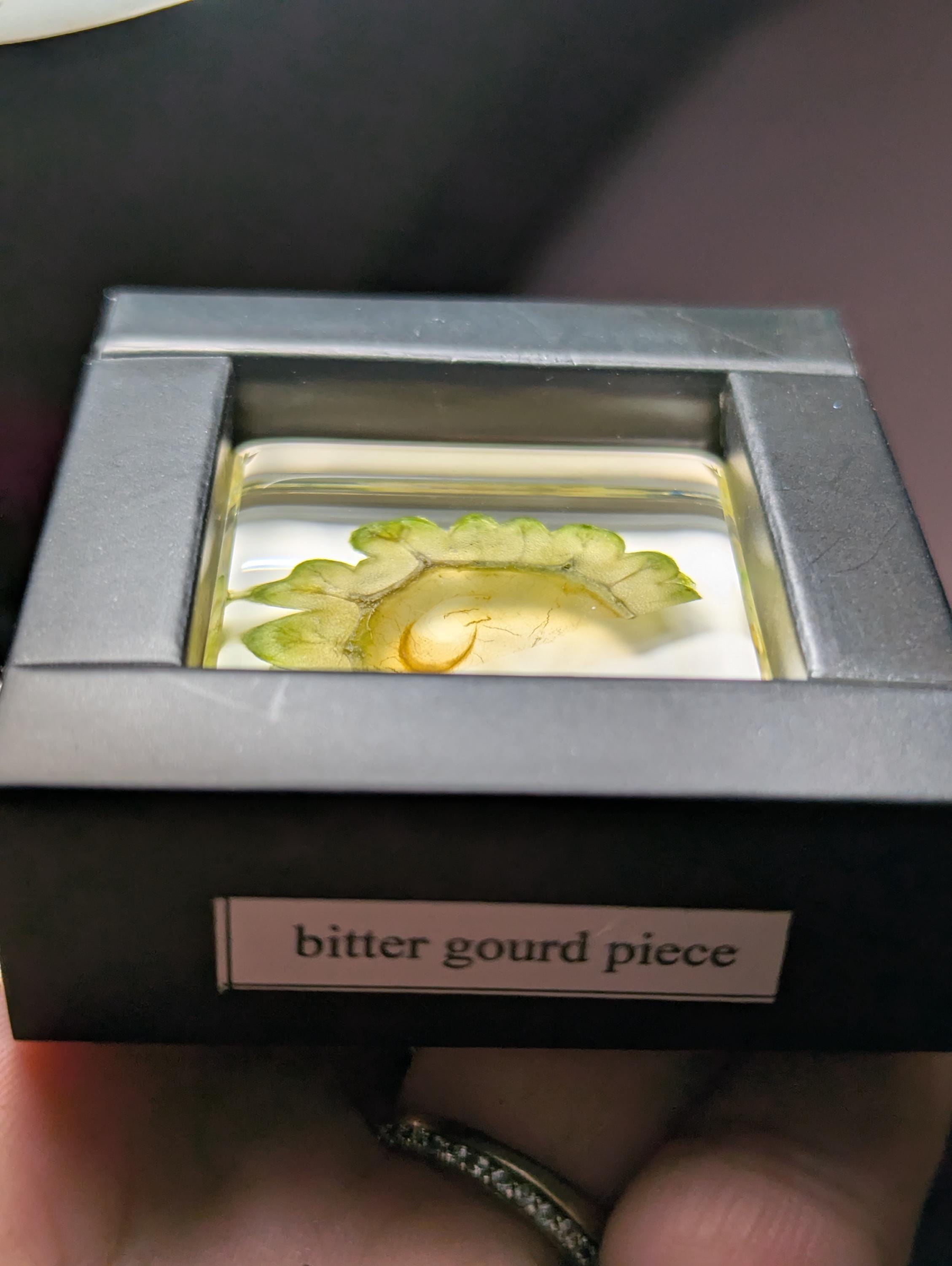 Bitter Gourd Melon, Preserved in Resin, Collectible Modern Day Forever Fruit Fossil